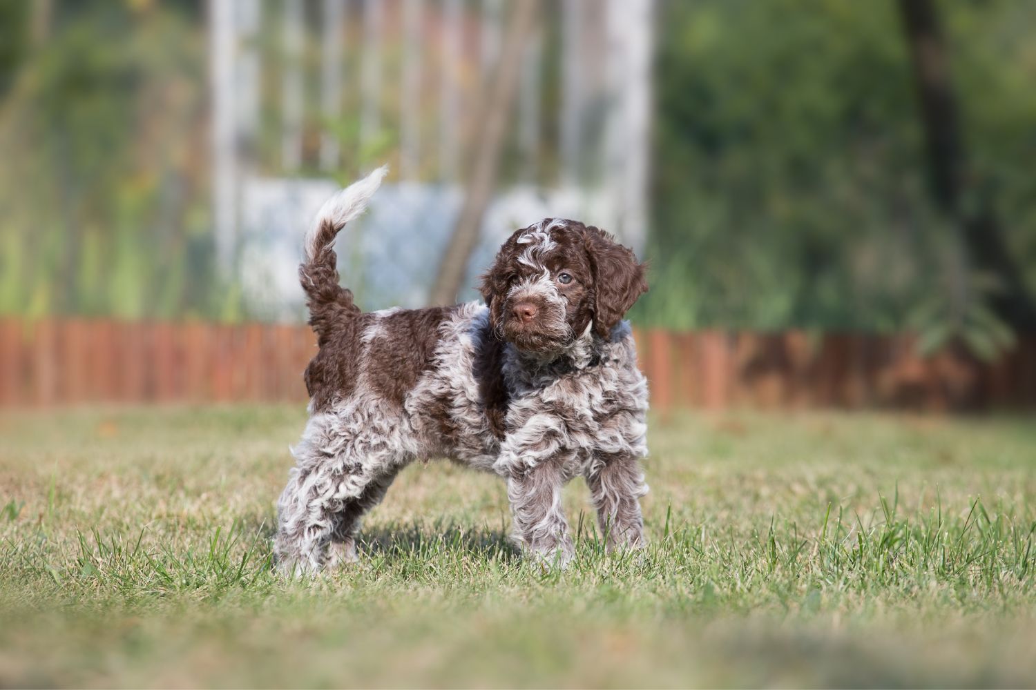 lagotto romagnolo
