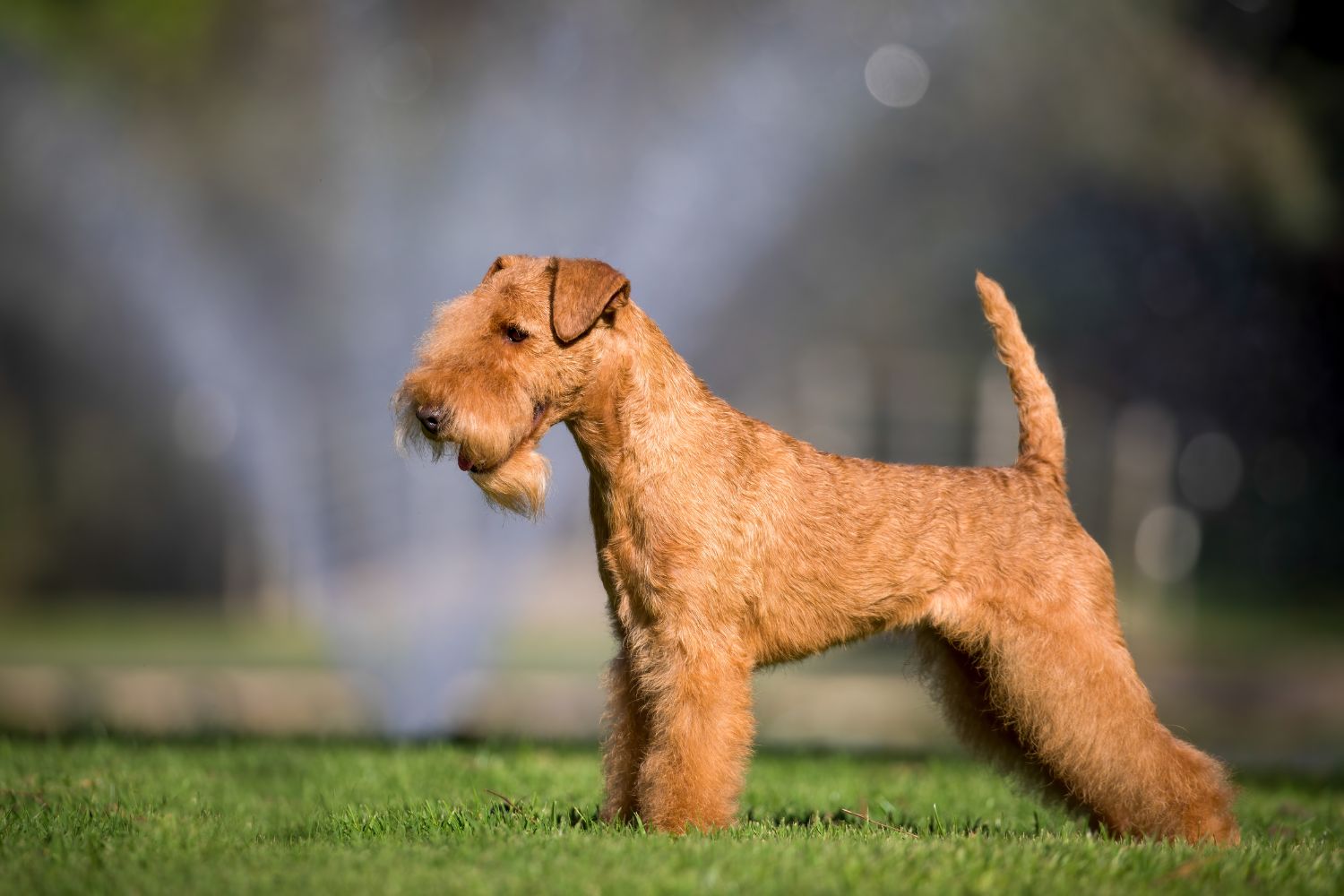 lakeland terrier