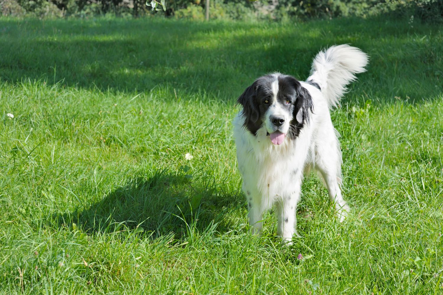 landseer