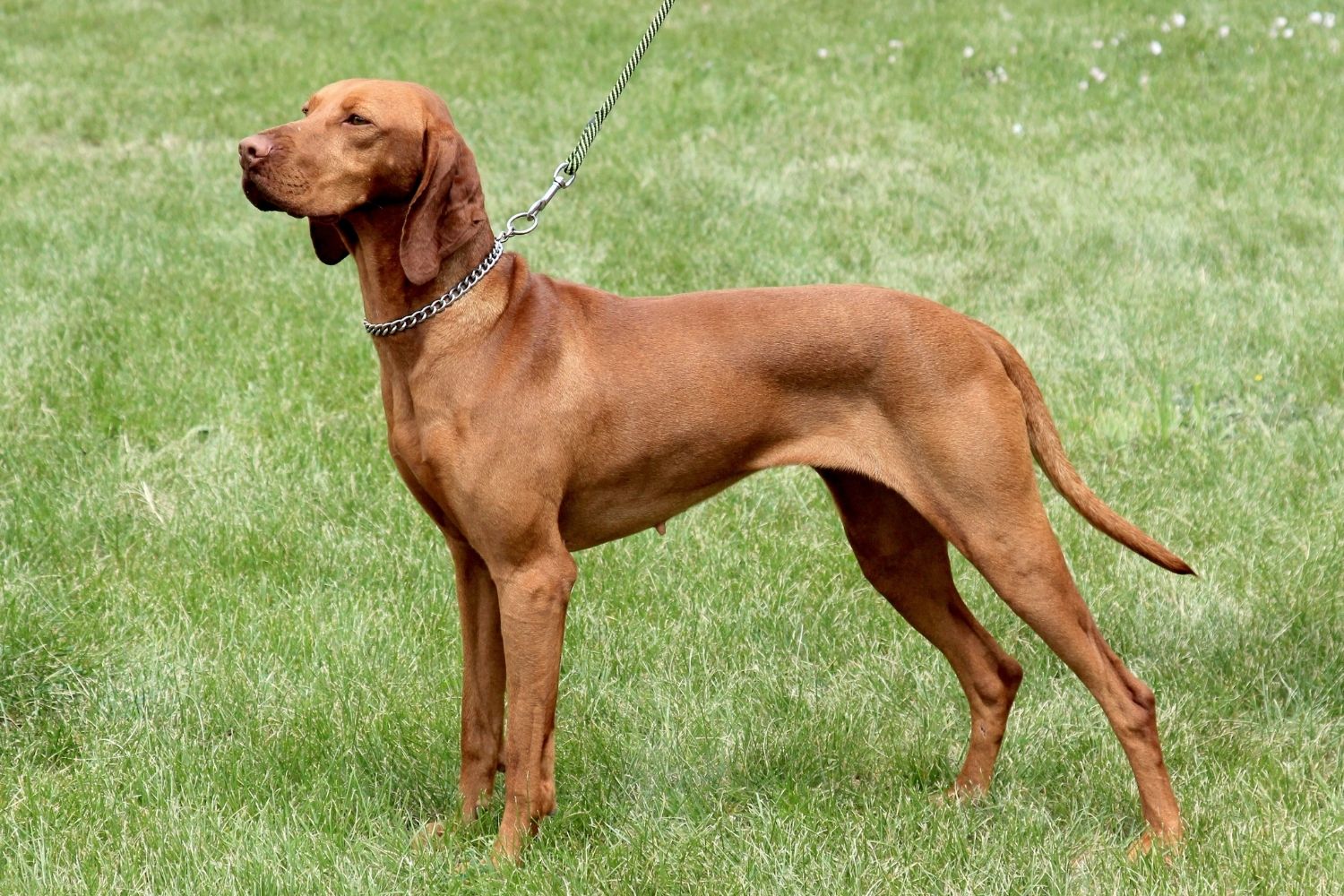 magyar vizsla rövidszőrű