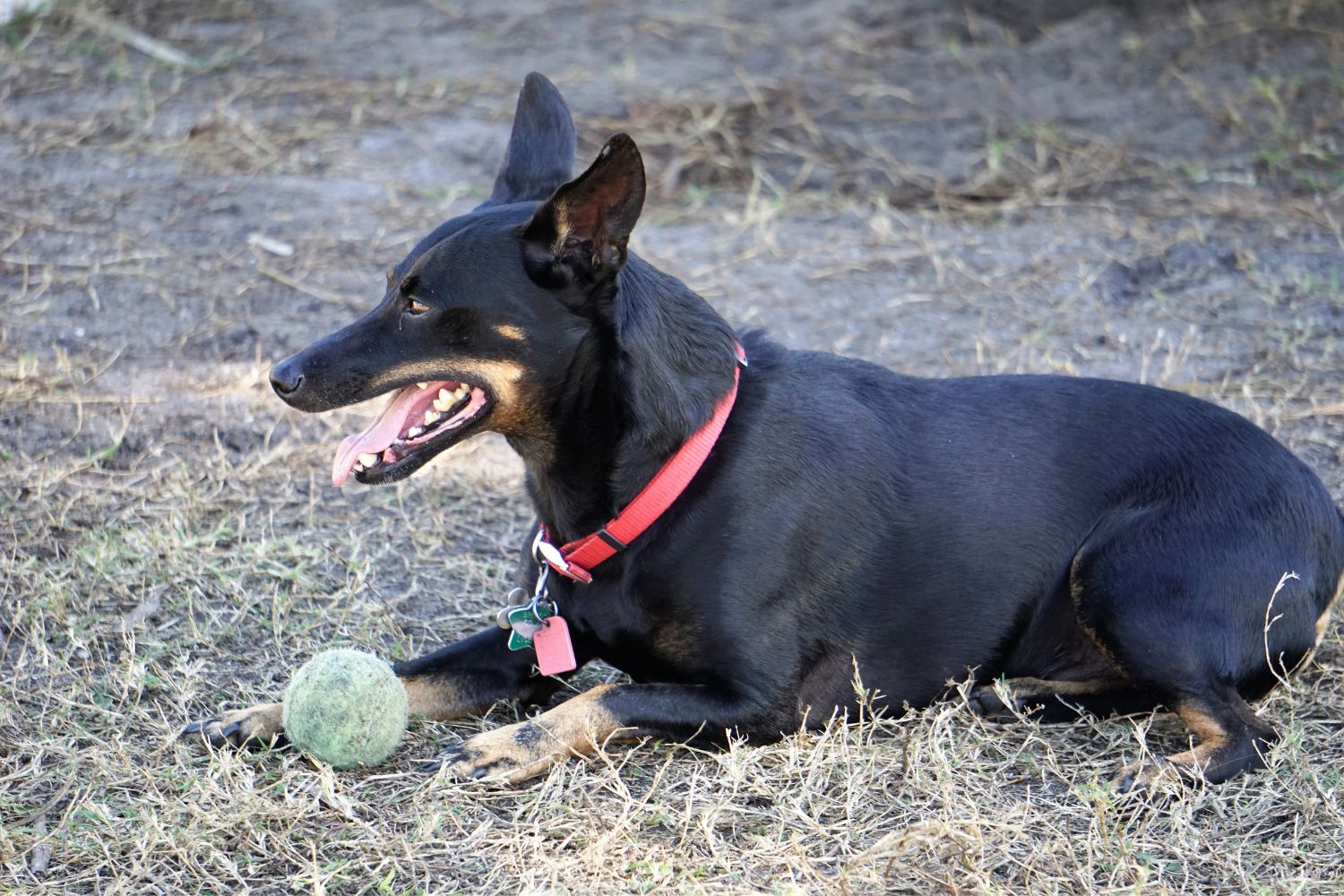 manchester terrier