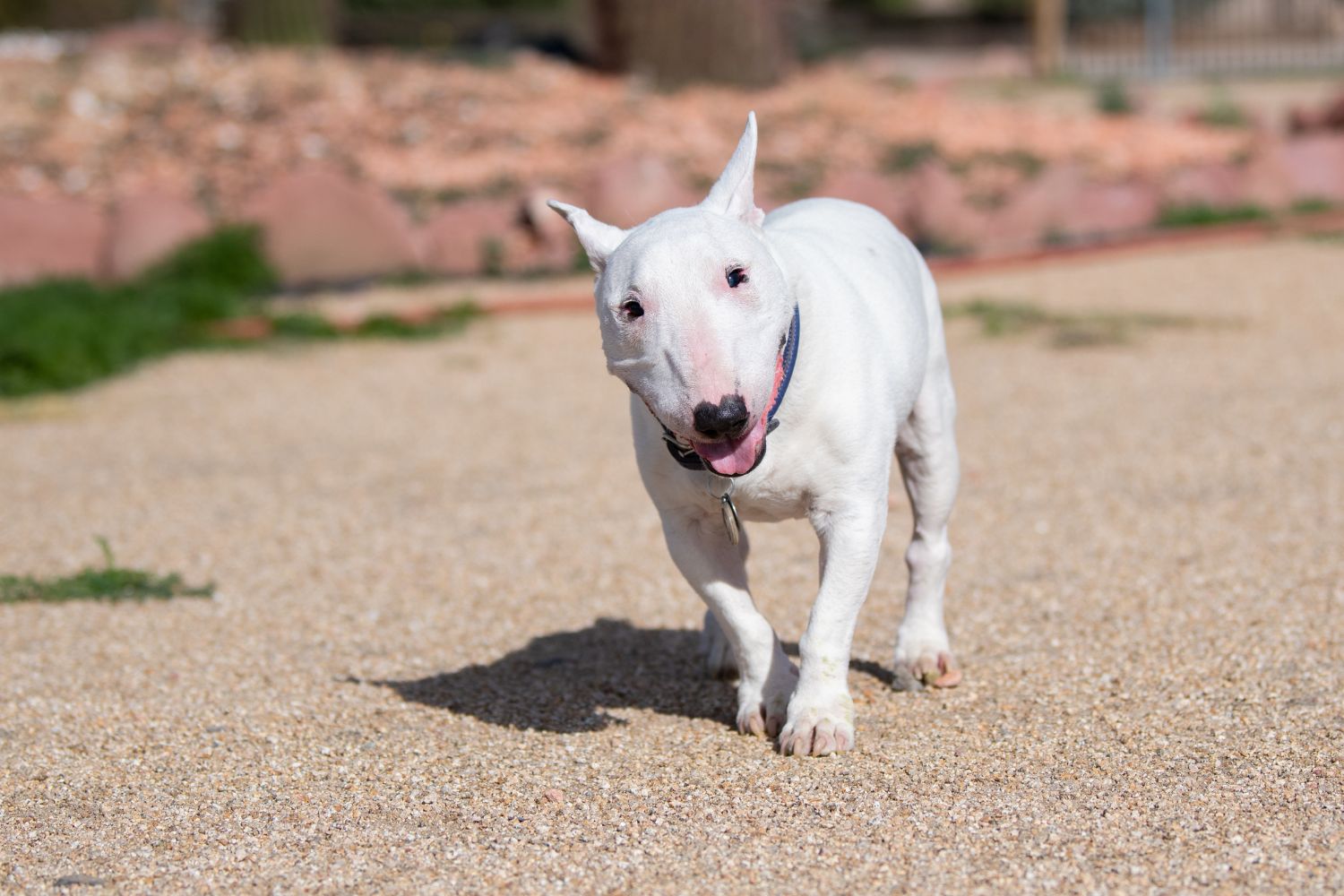 miniatűr bullterrier