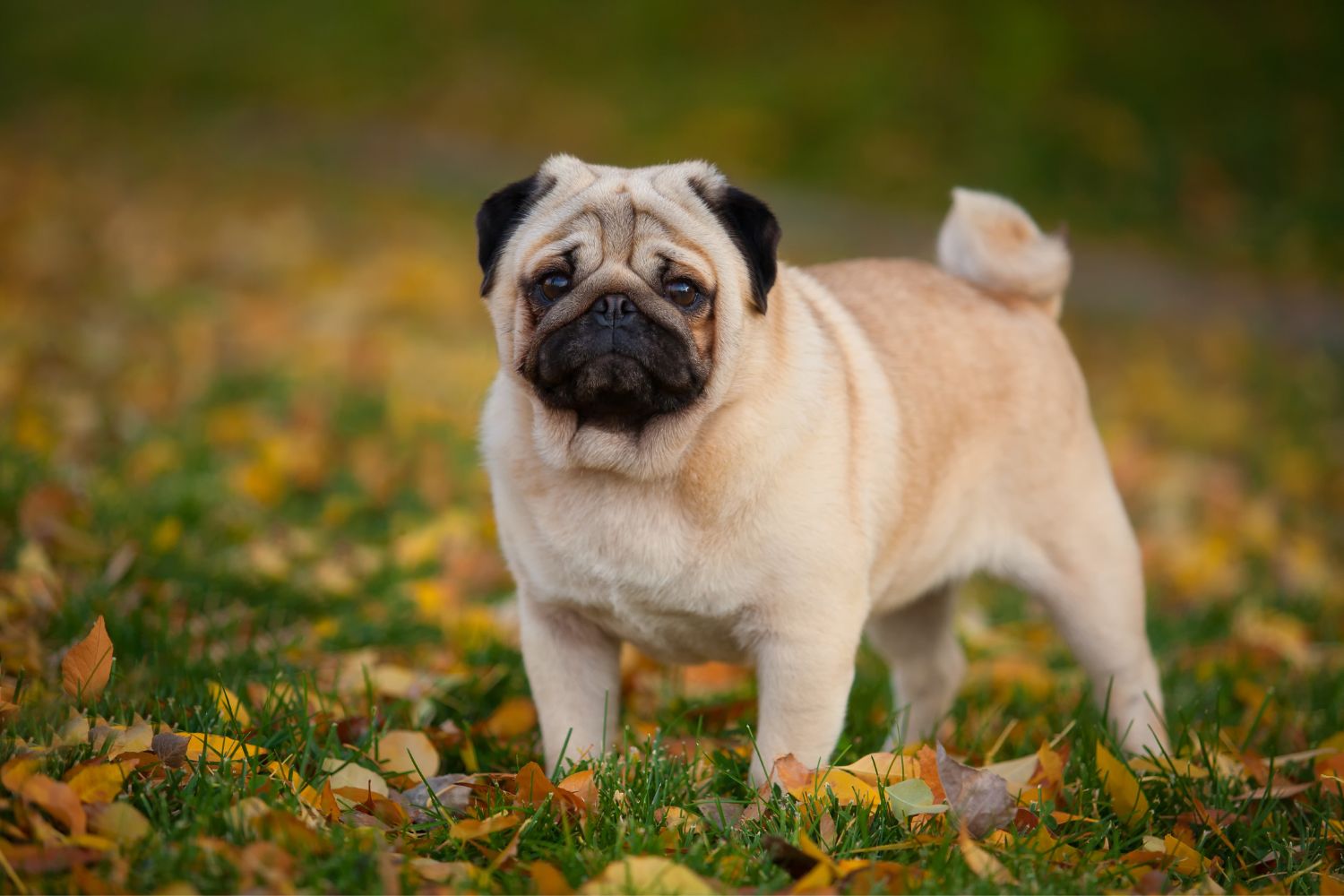 mopsz