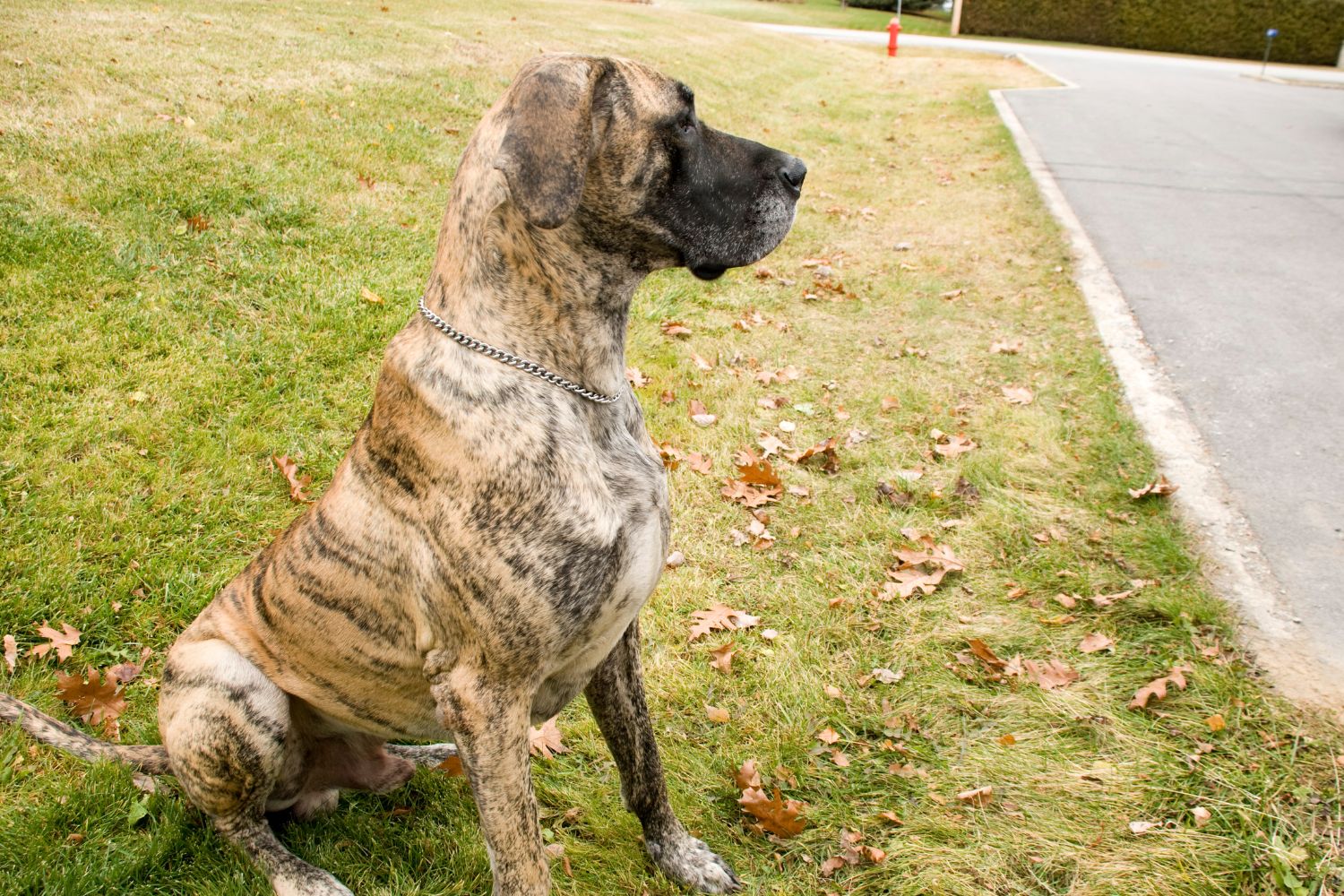 német dog csíkos