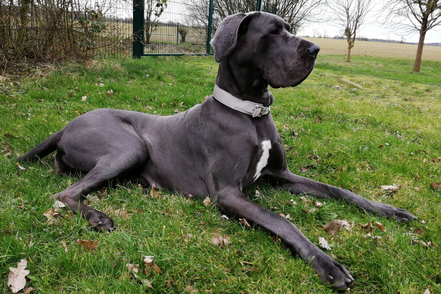 német dog fekete