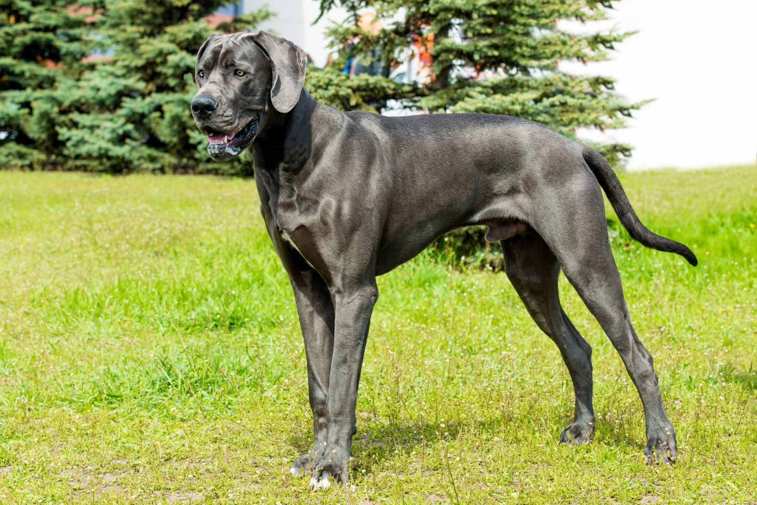 német dog kék
