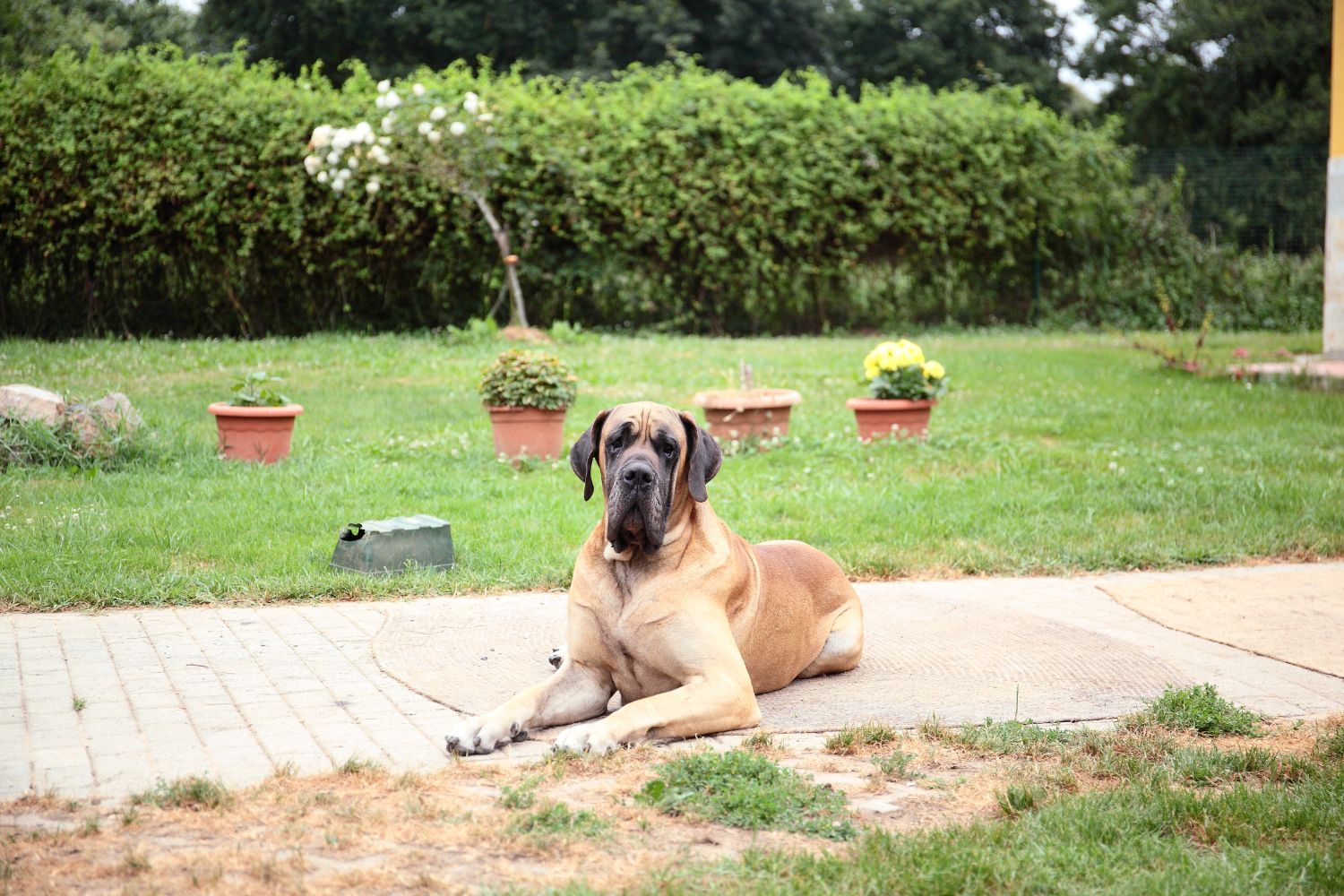 német dog sárga