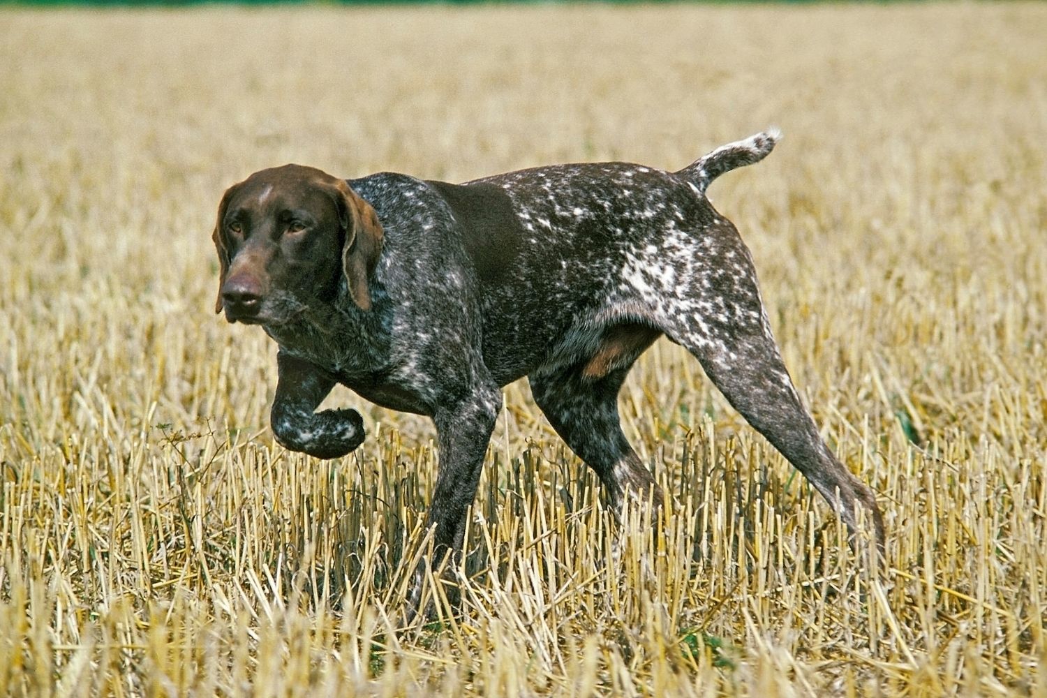 német vizsla rövidszőrű