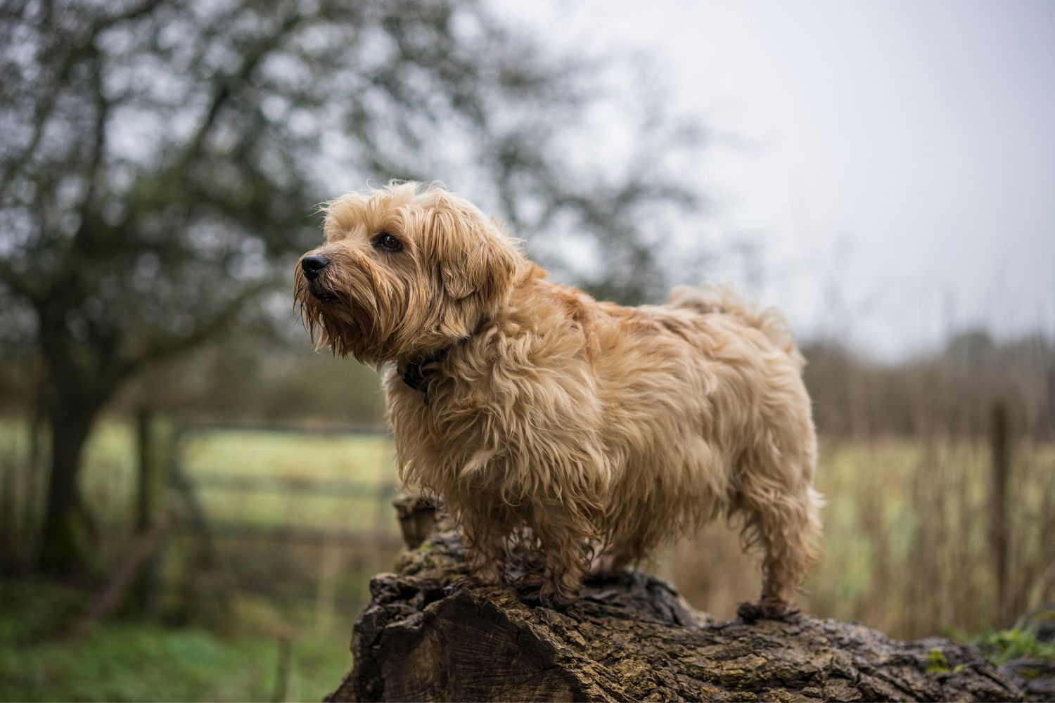 norfolk terrier