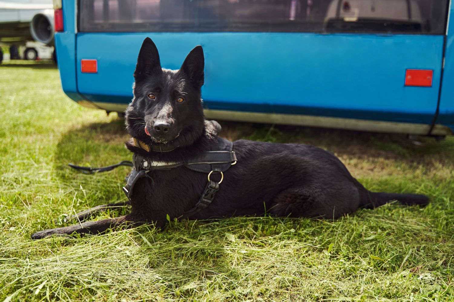 norvég elkhund fekete