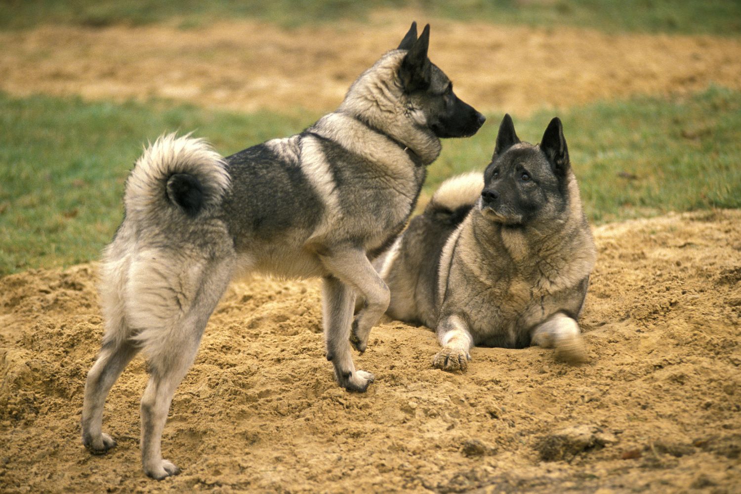 norvég elkhund szürke