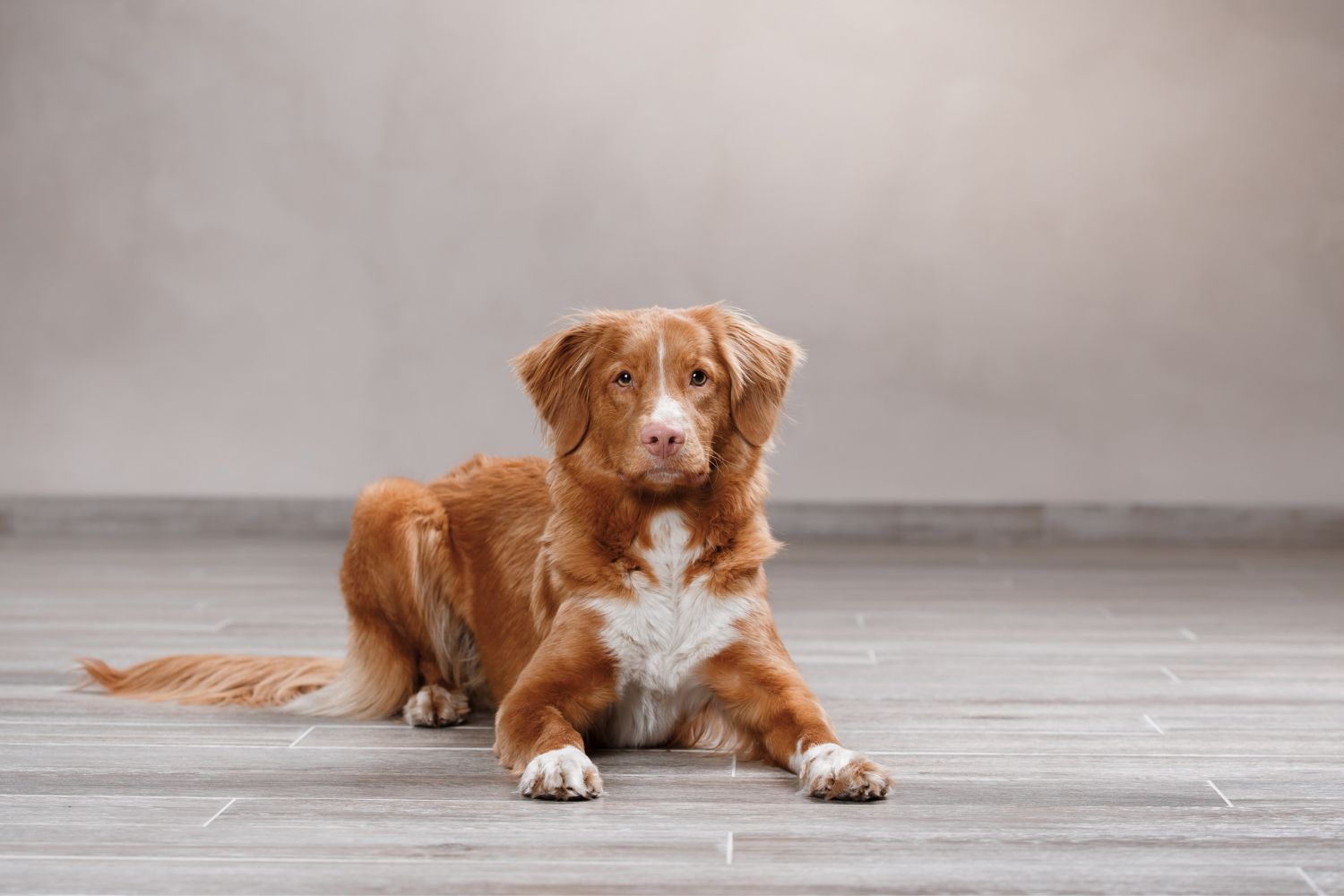 nova scotia duck tolling retriever