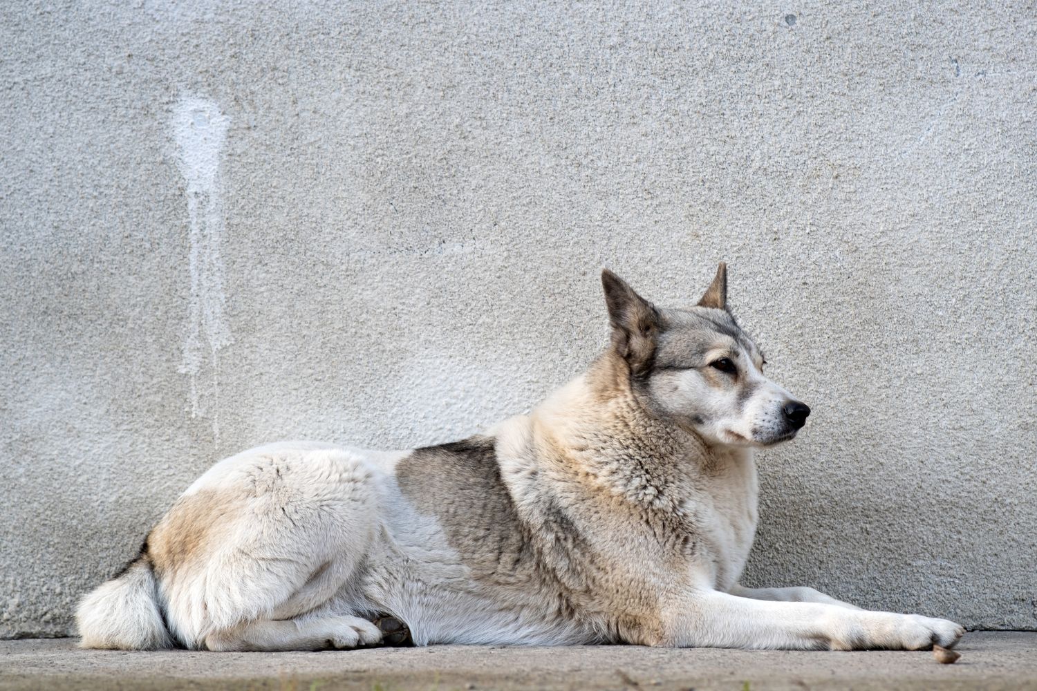 nyugat-szibériai lajka