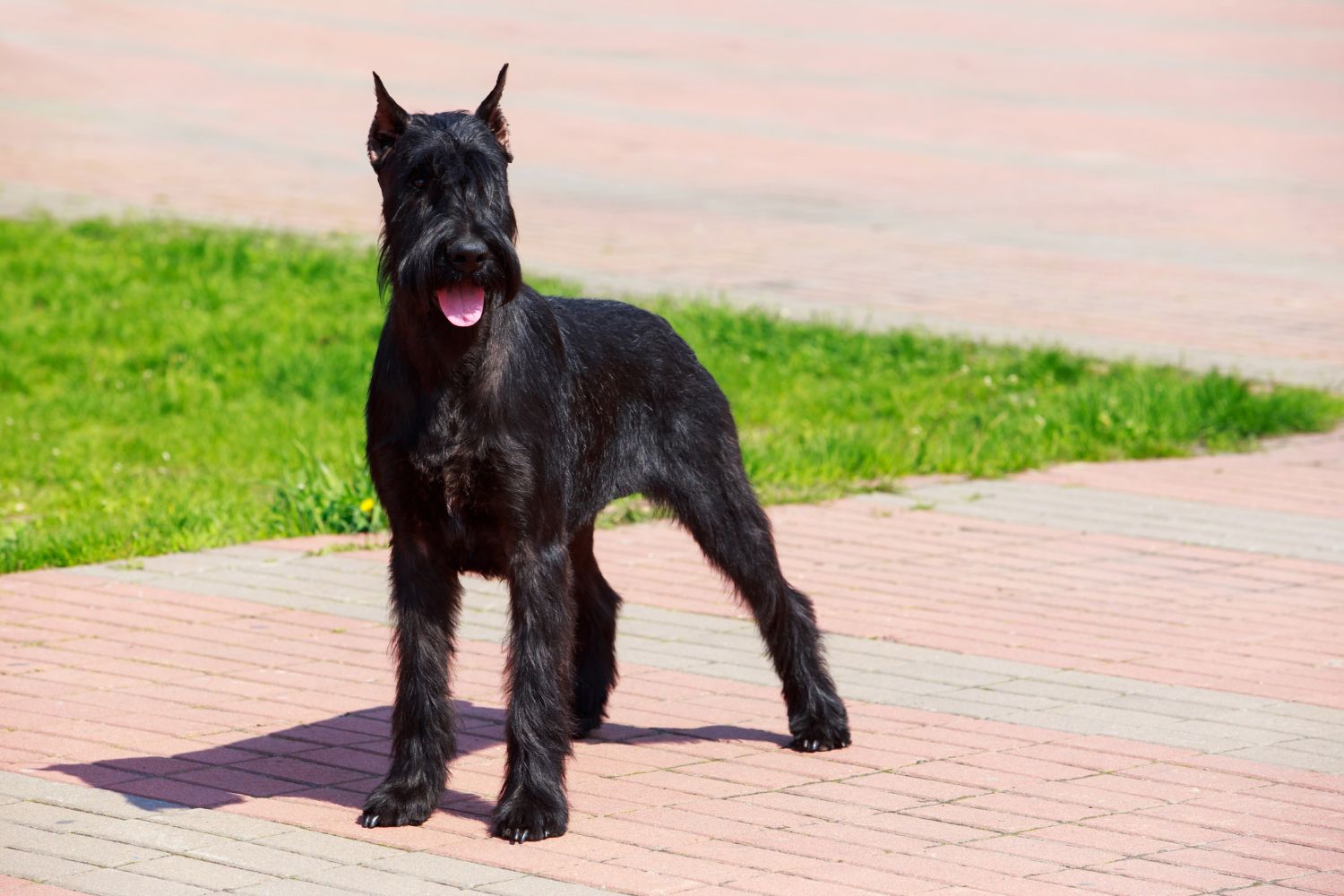 óriás schnauzer fekete