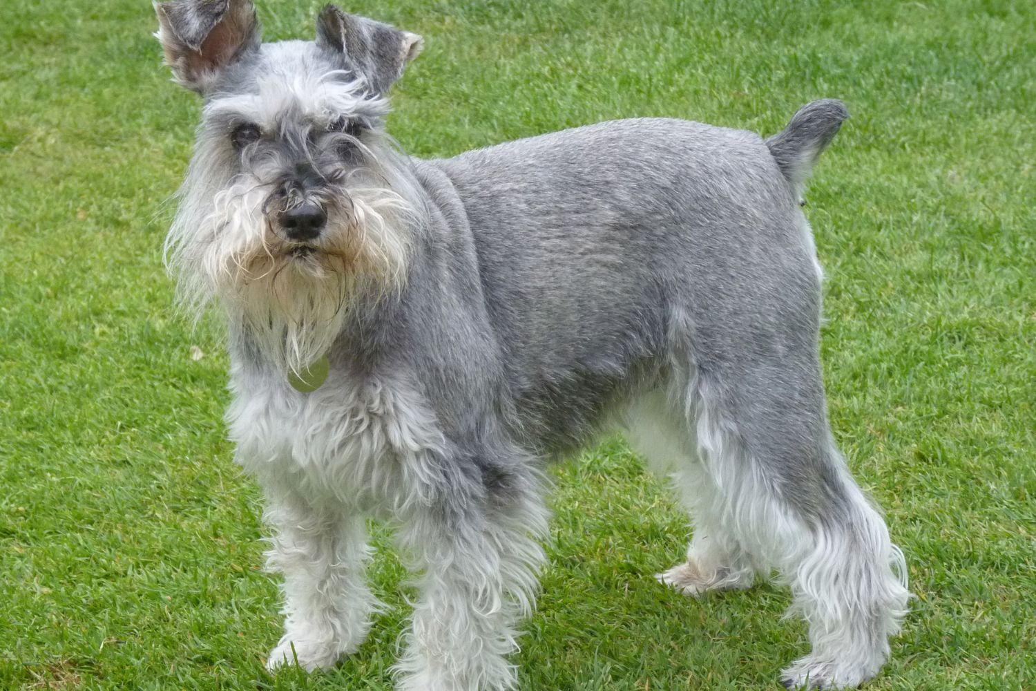 óriás schnauzer só-bors