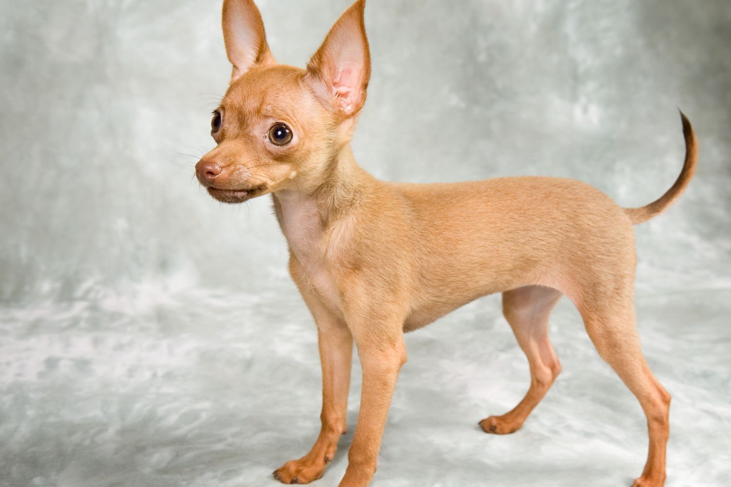 orosz toy terrier rövid szőrű