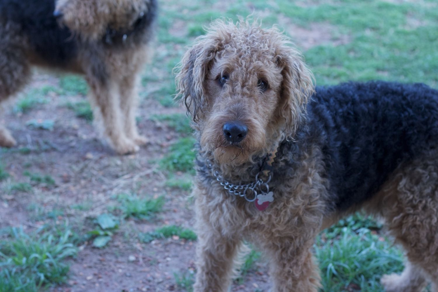 otterhound