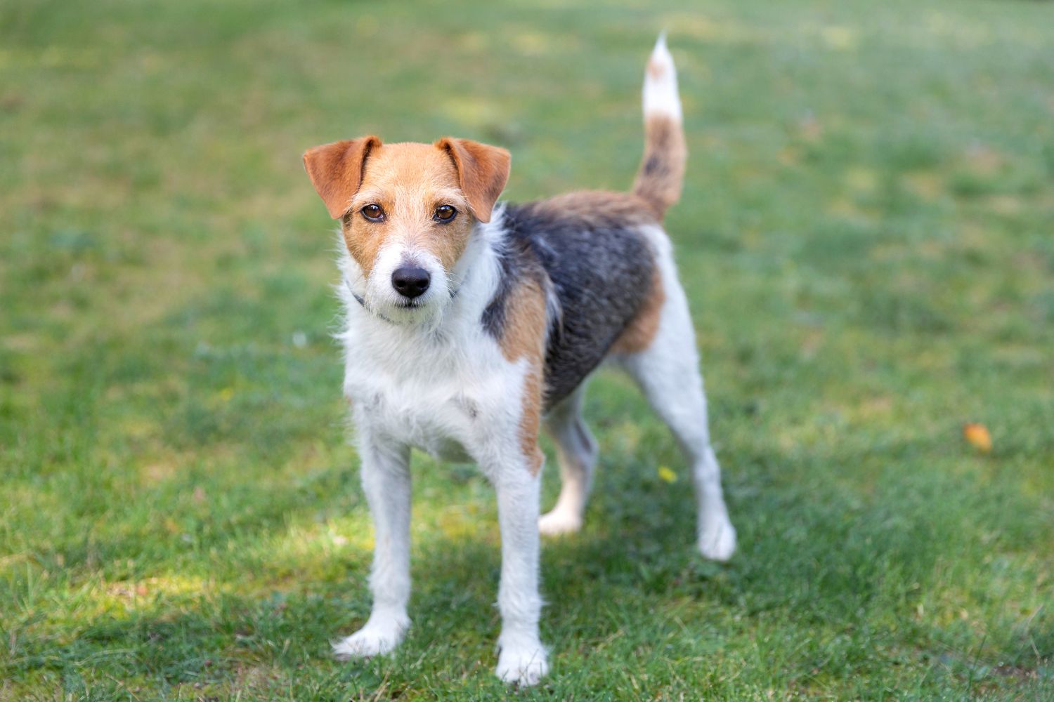 parson russell terrier
