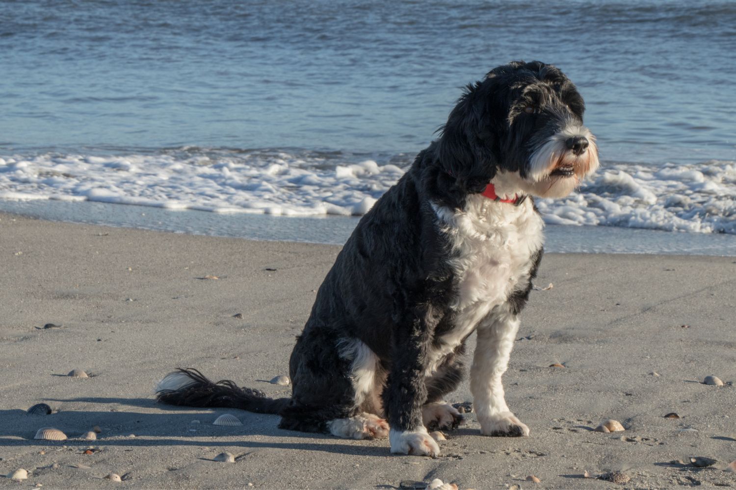 portugál vízikutya