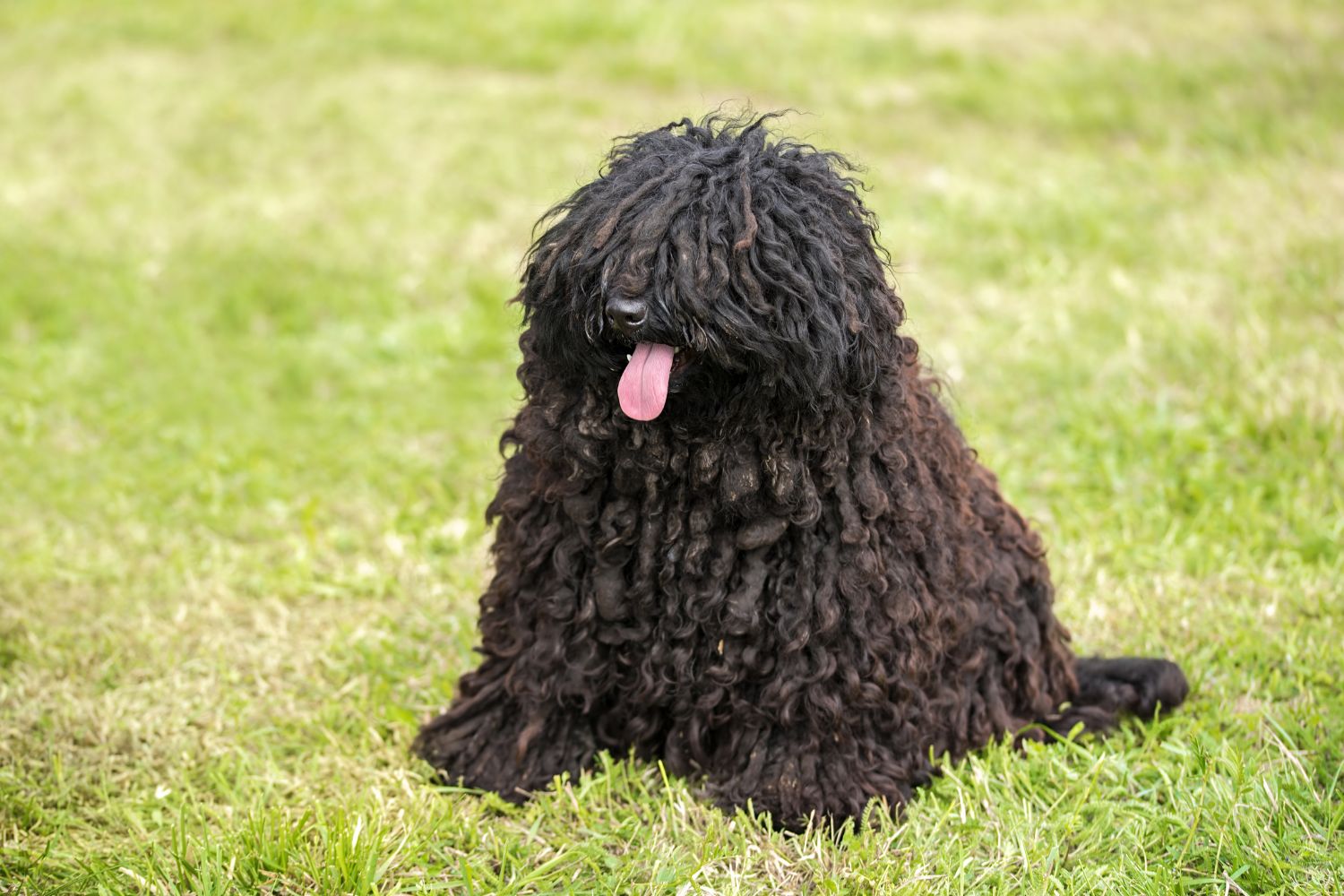 puli fekete