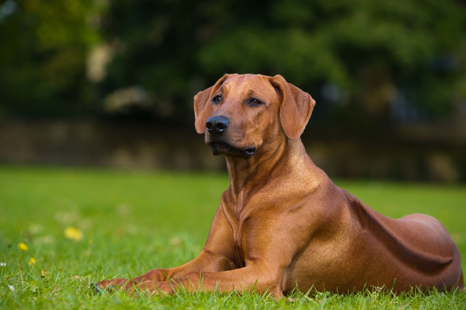 rodéziai ridgeback