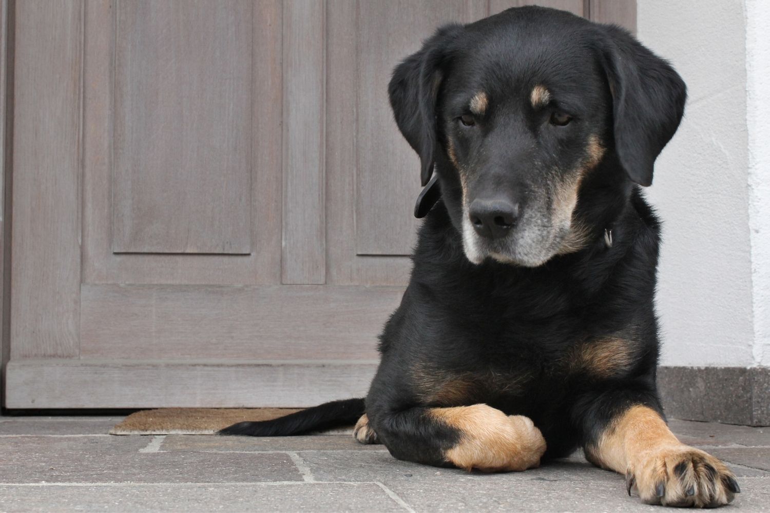 saint germain-i vizsla