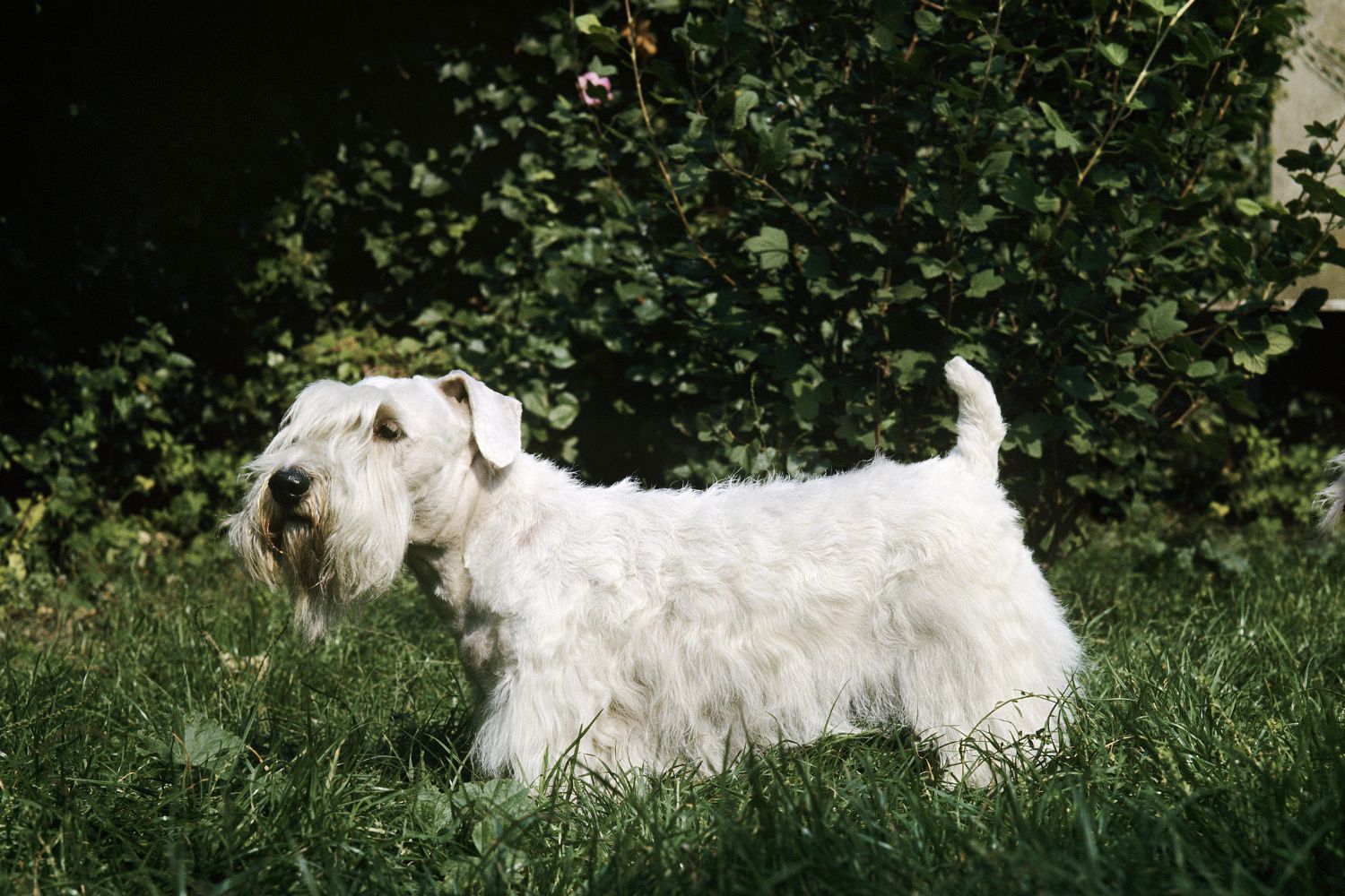sealyham terrier