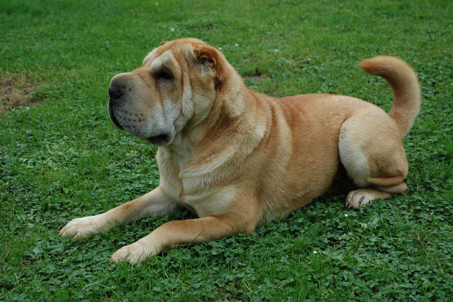shar pei