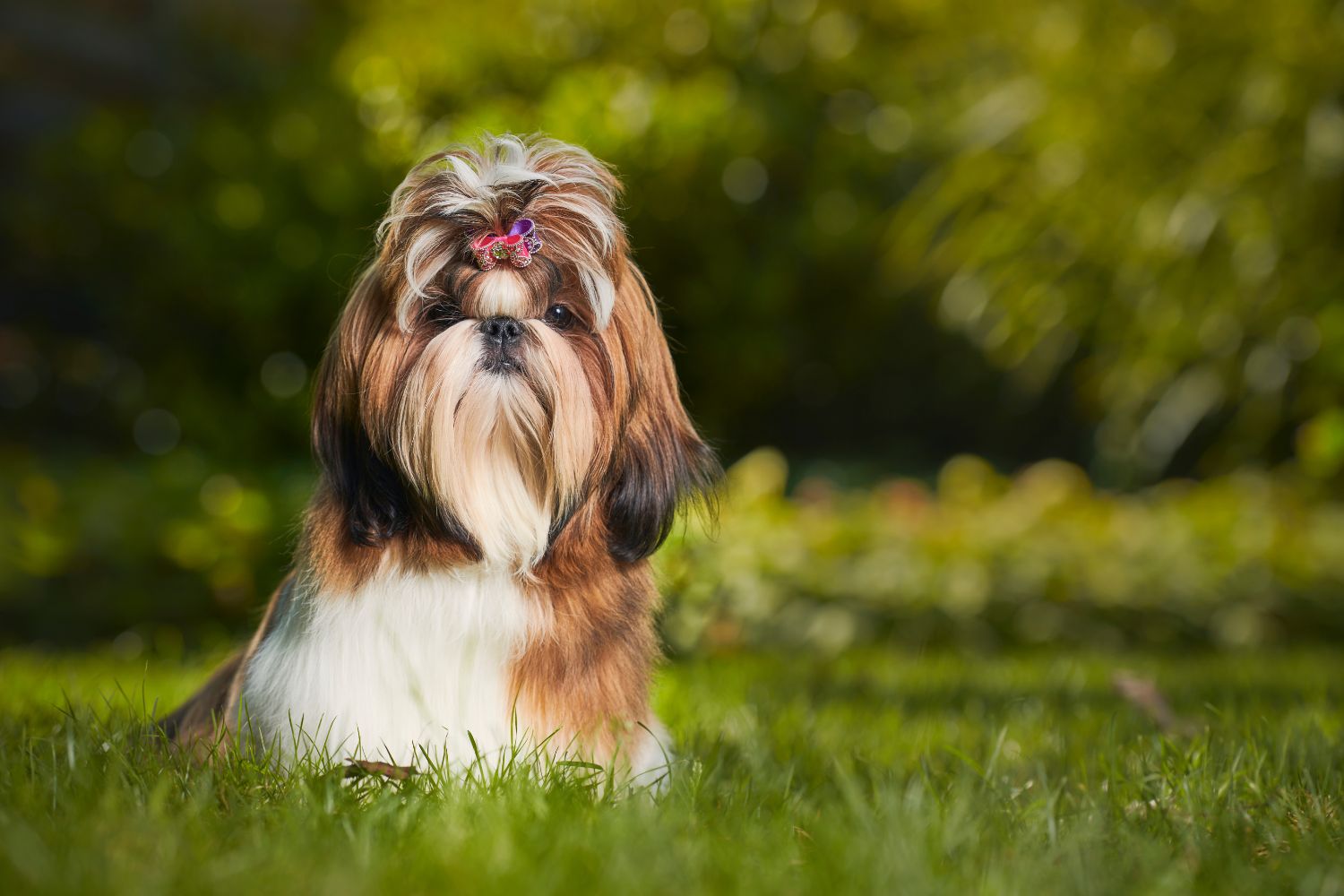 shih tzu