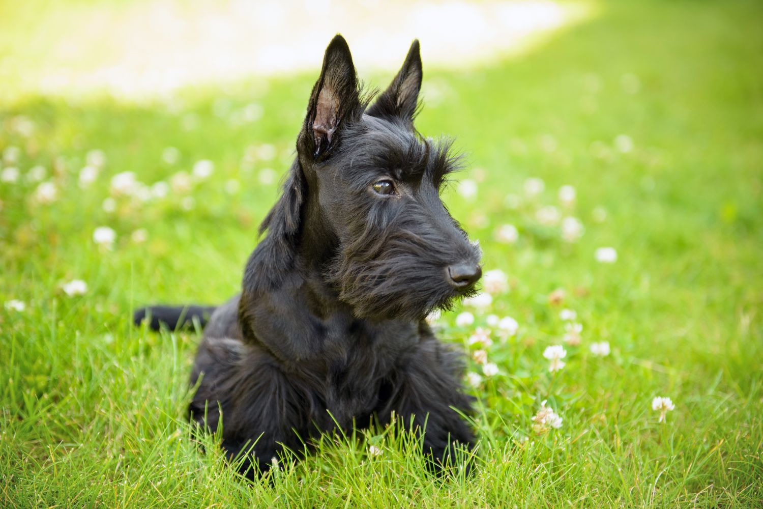skót terrier