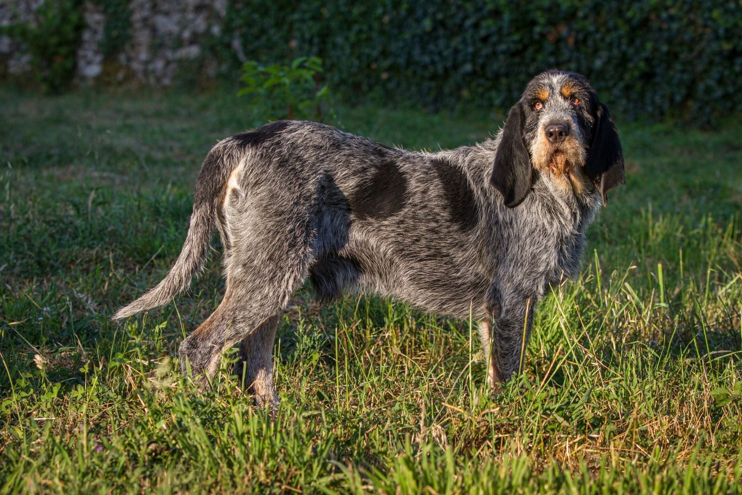 spinone italiano