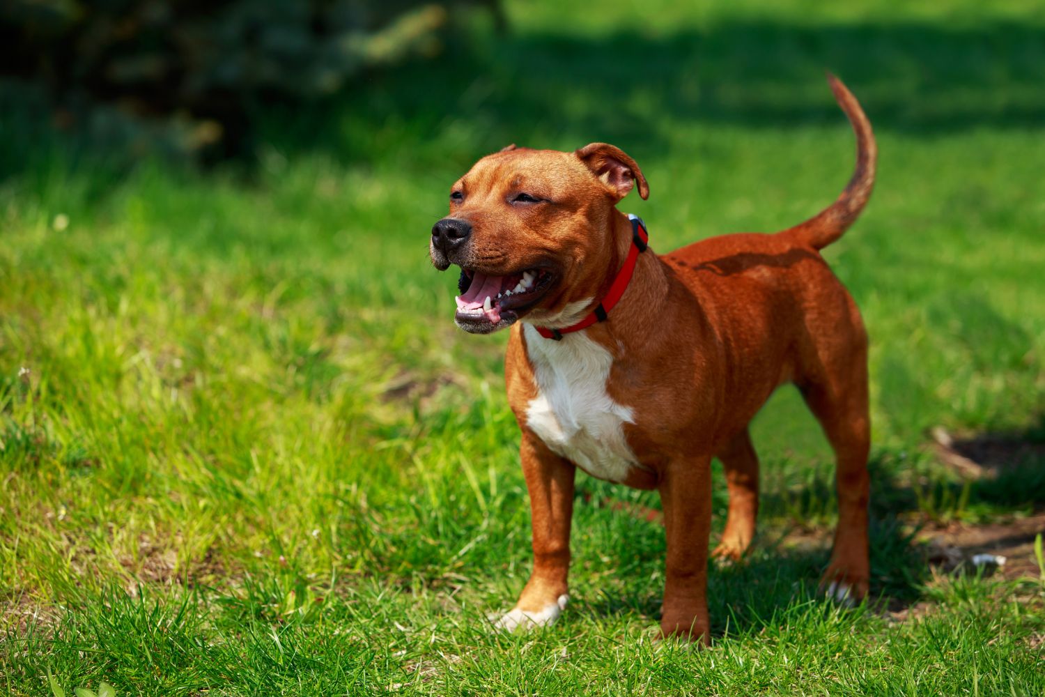 staffordshire bullterrier