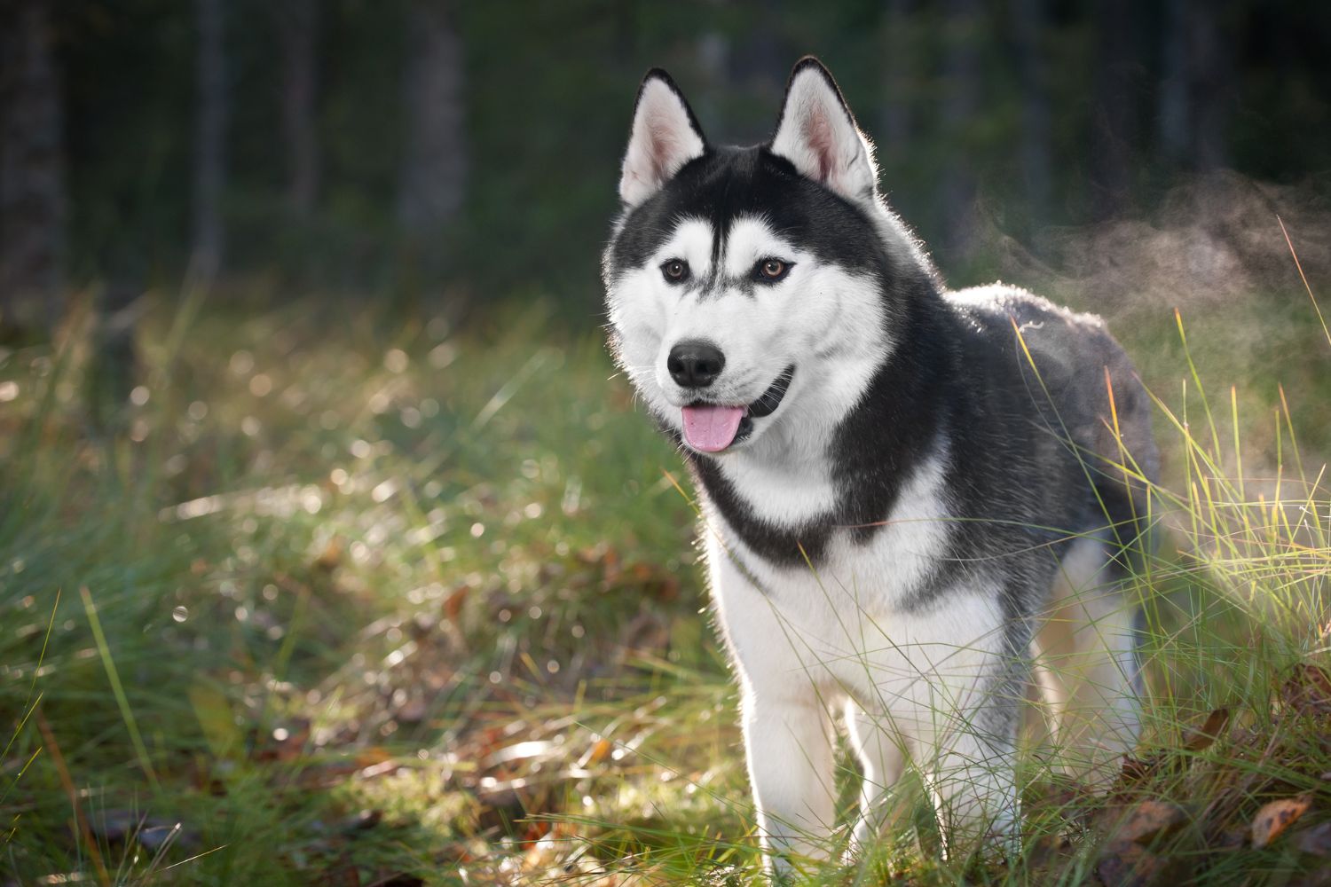szibériai husky