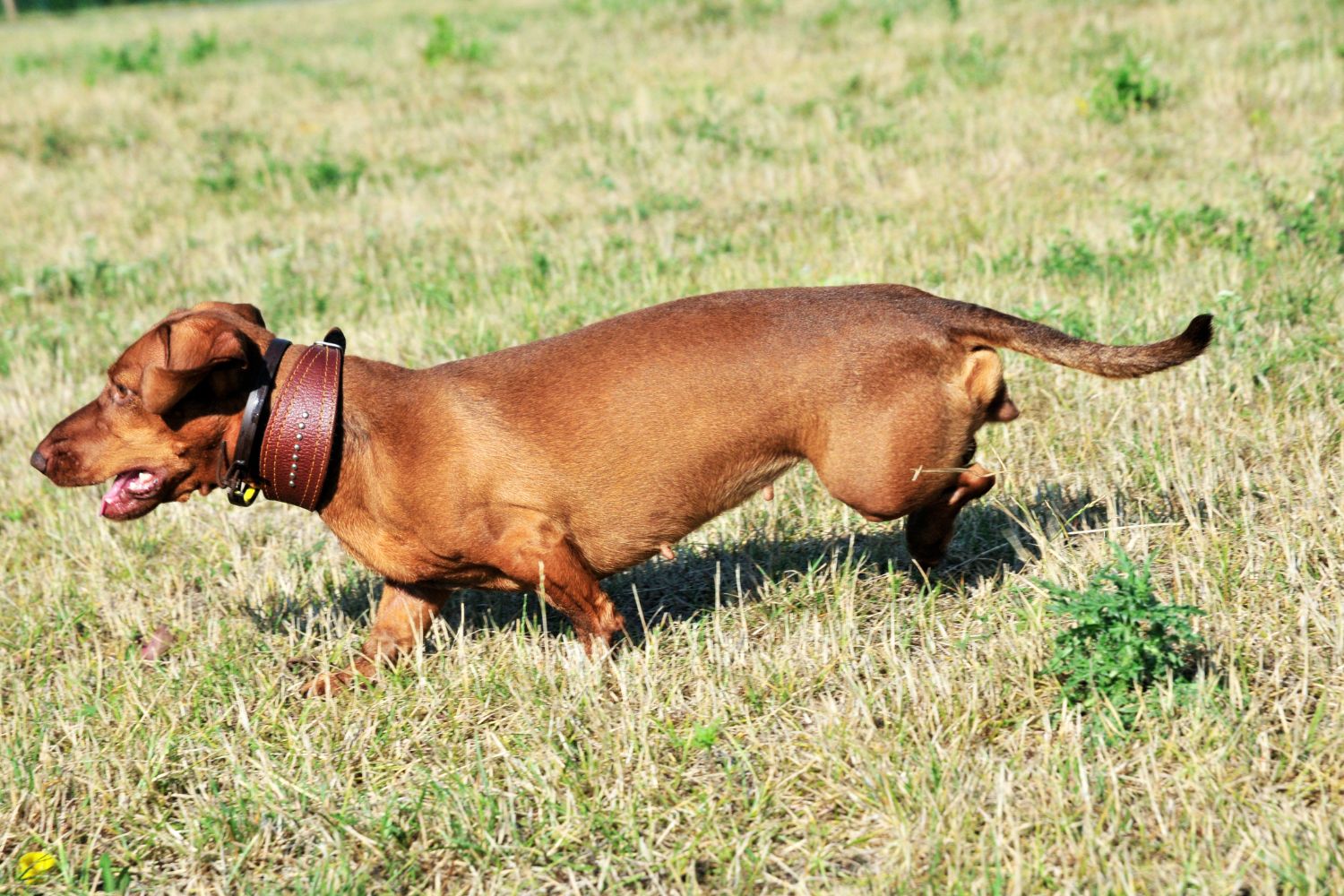 tacskó normál nagyság-rövidszőrű