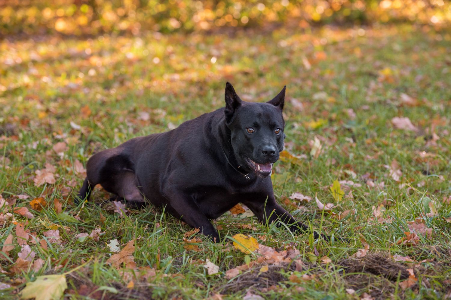 thai ridgeback