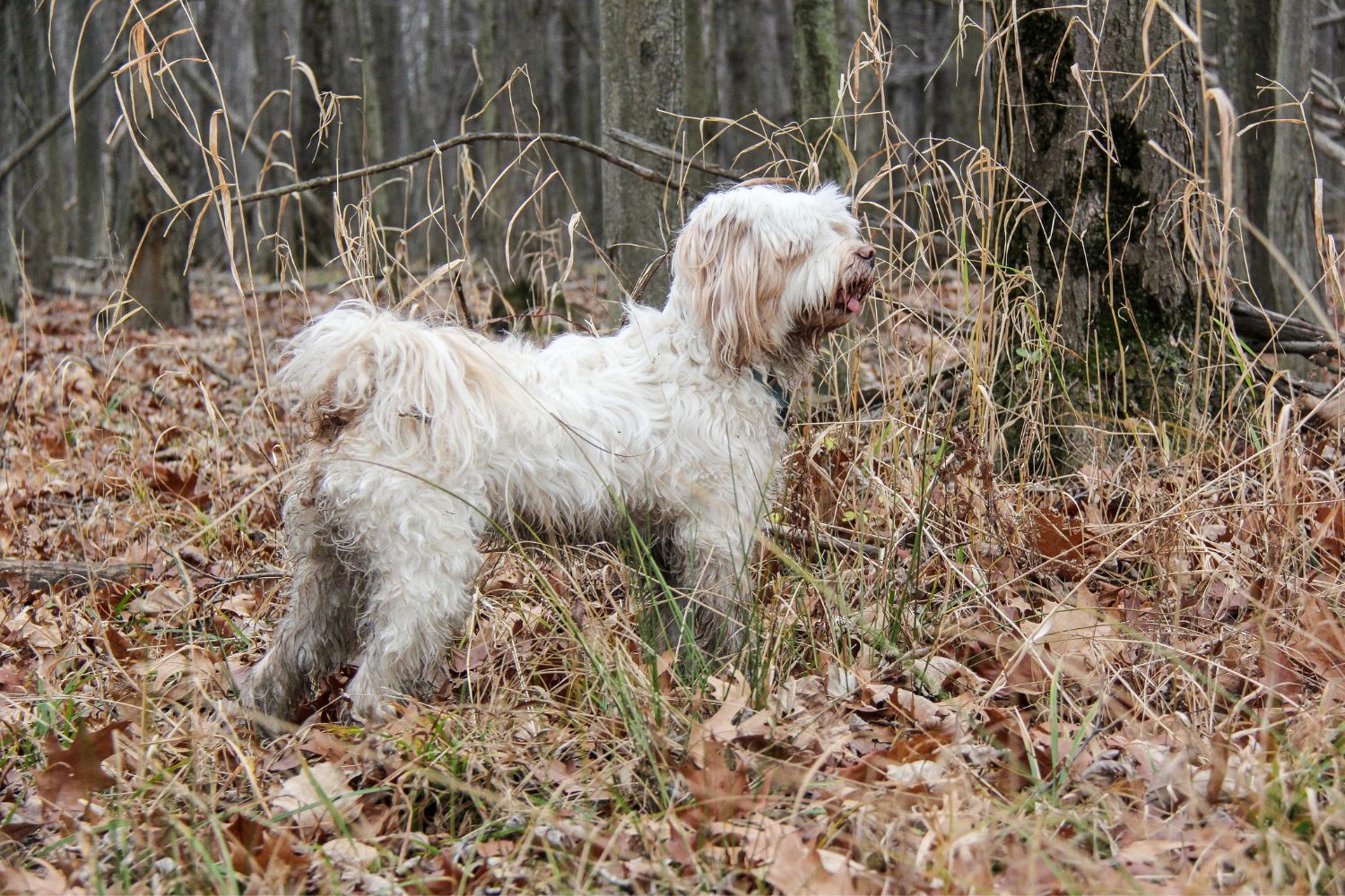 tibeti-terrier