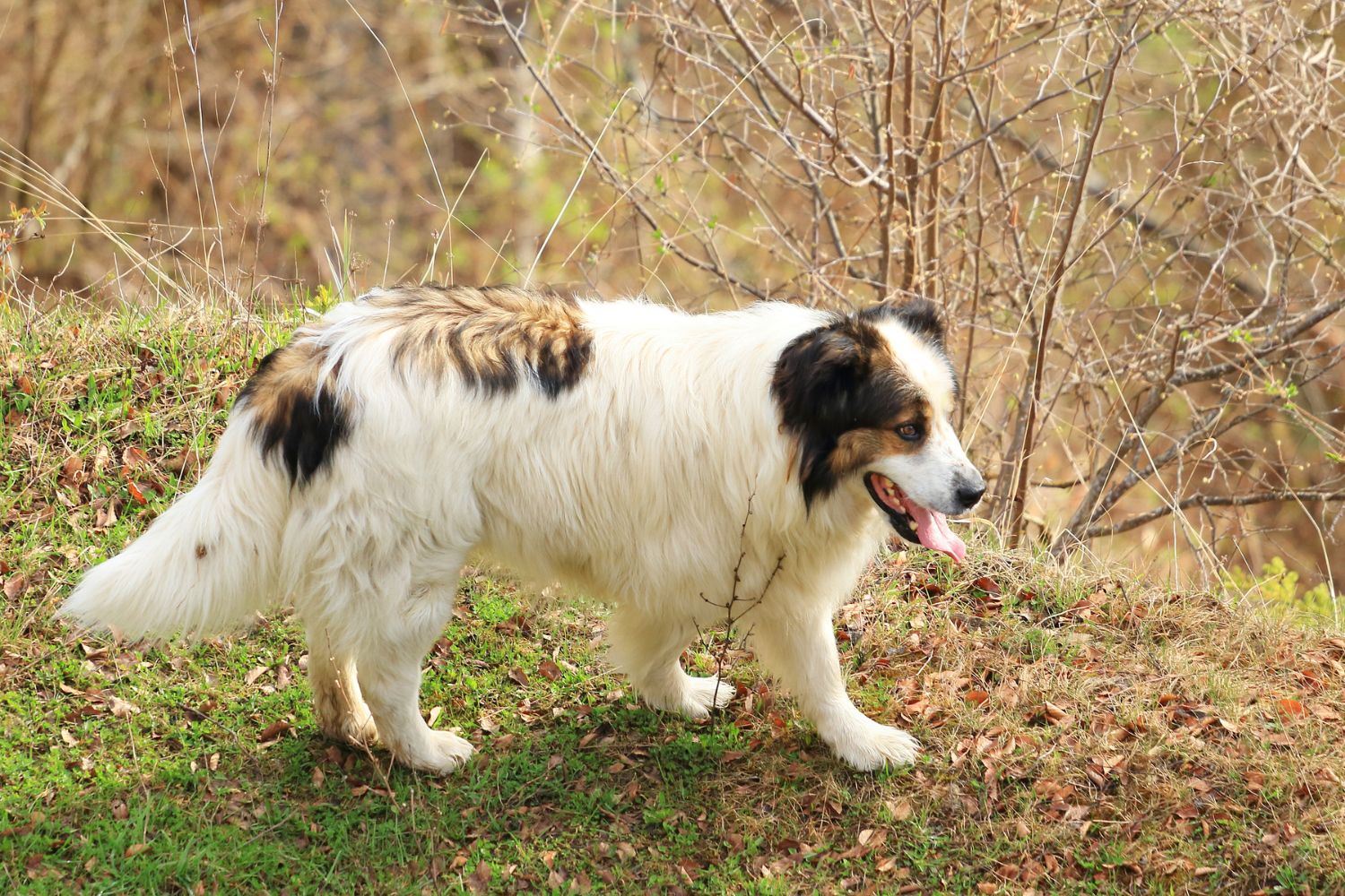 tornjak