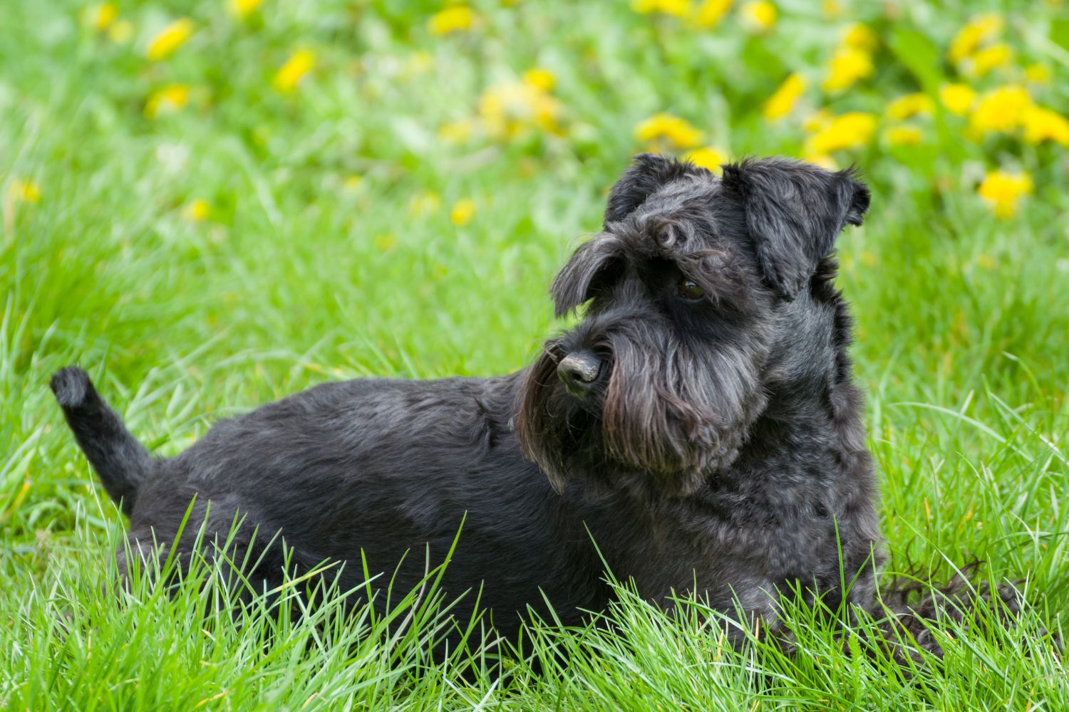 törpe schnautzer fekete