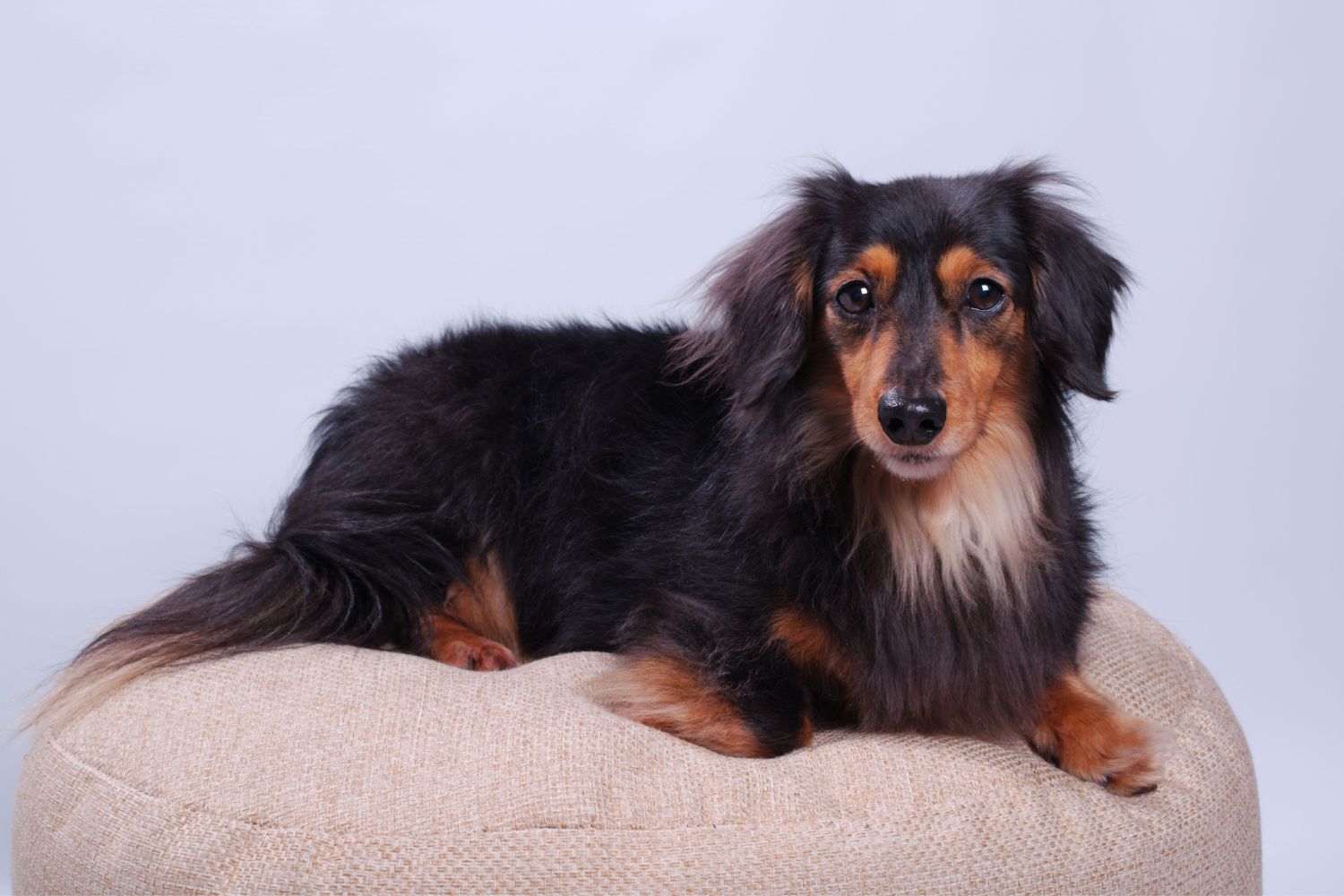 törpe tacskó-hosszúszőrű