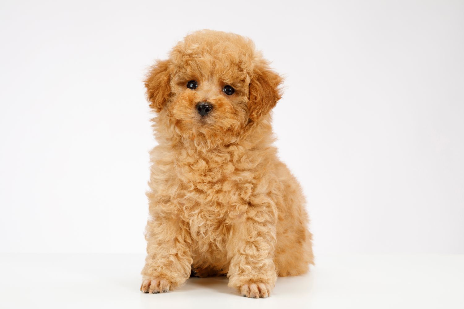 törpe uszkár barna