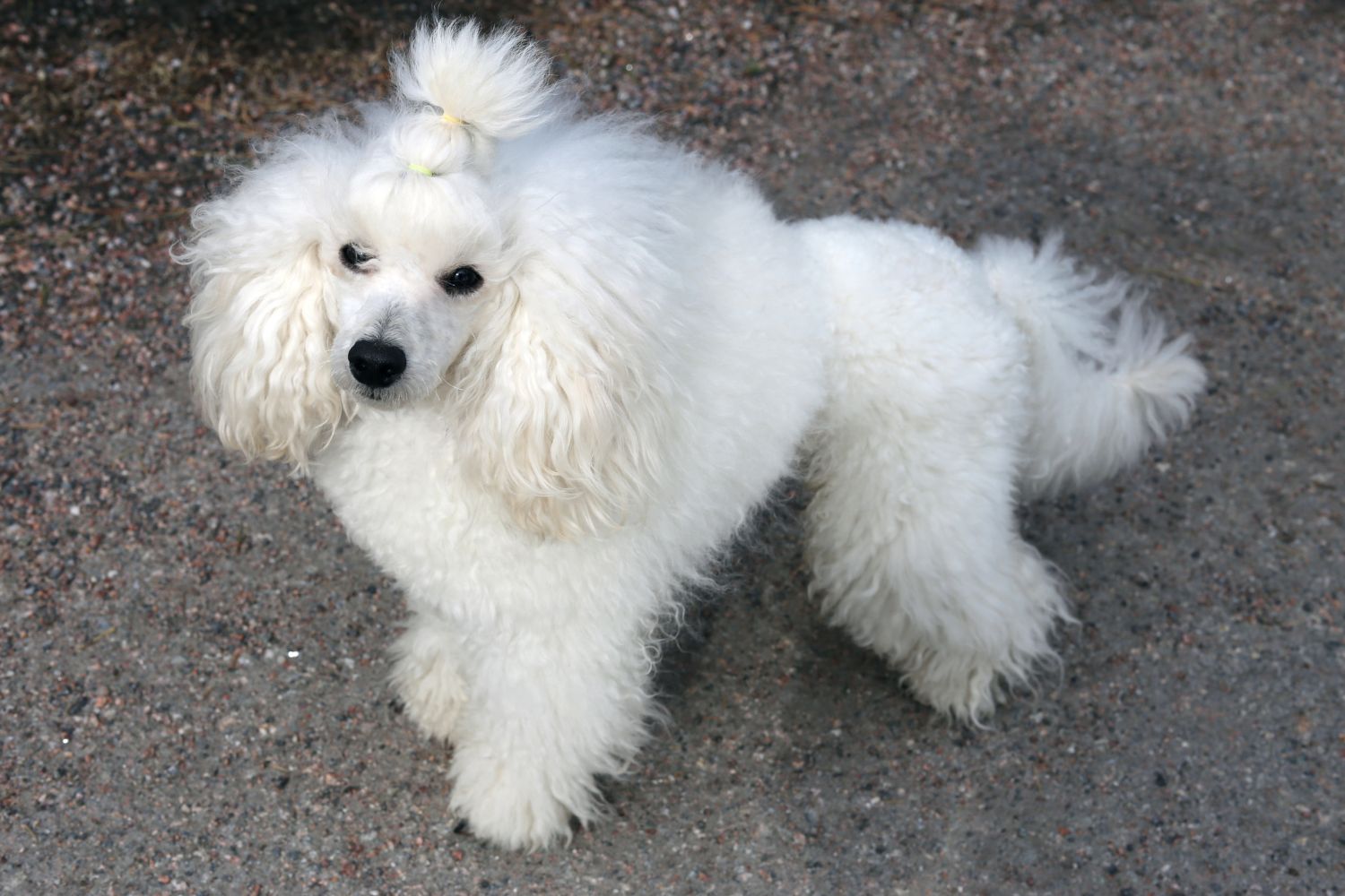 törpe uszkár fehér