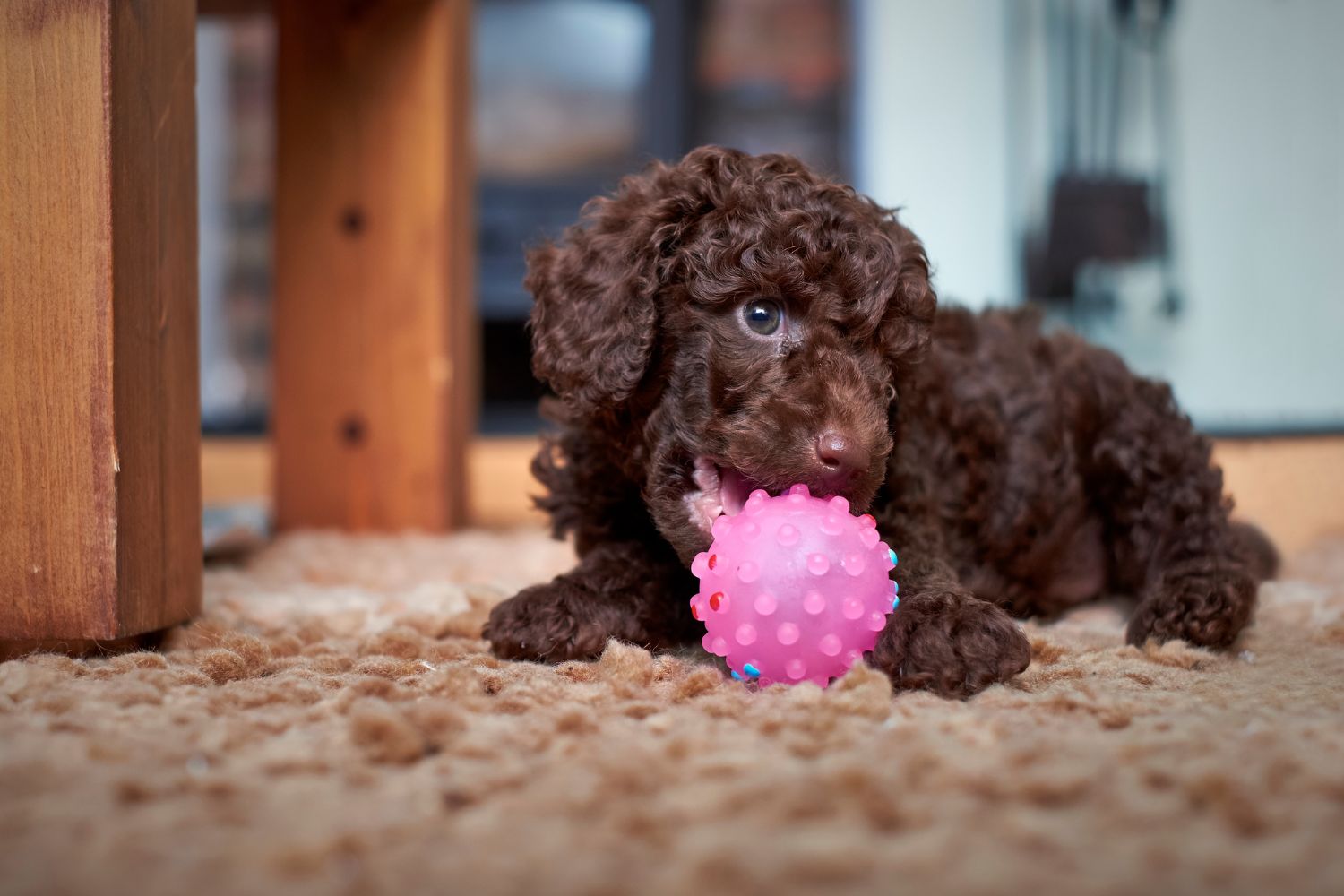 törpe uszkár fekete