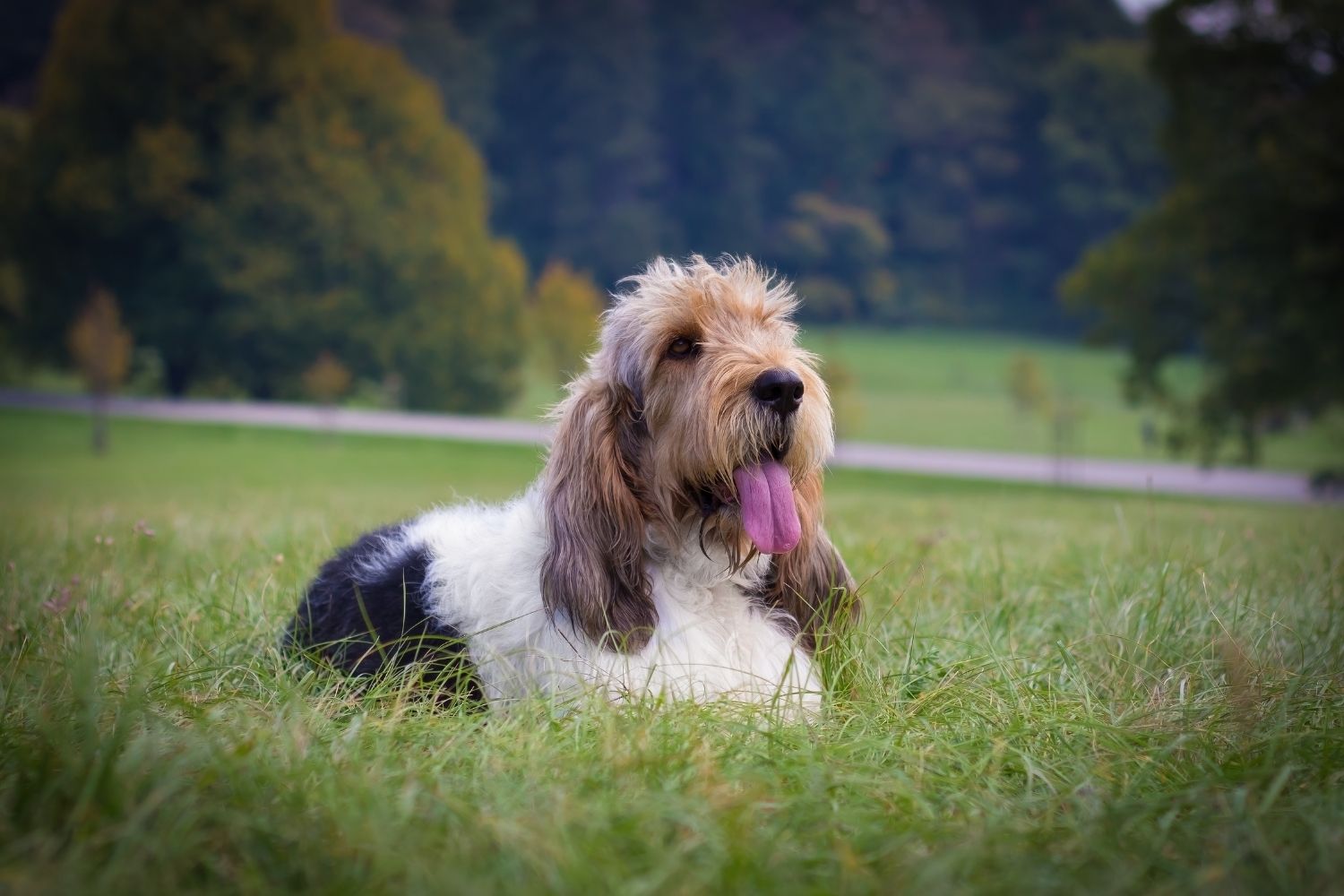 vendée-i nagy griffon