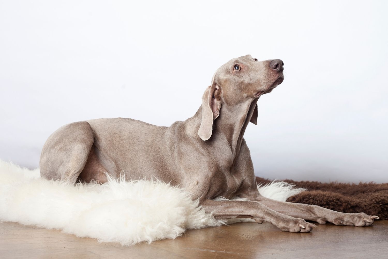 weimari vizsla hosszúszőrű