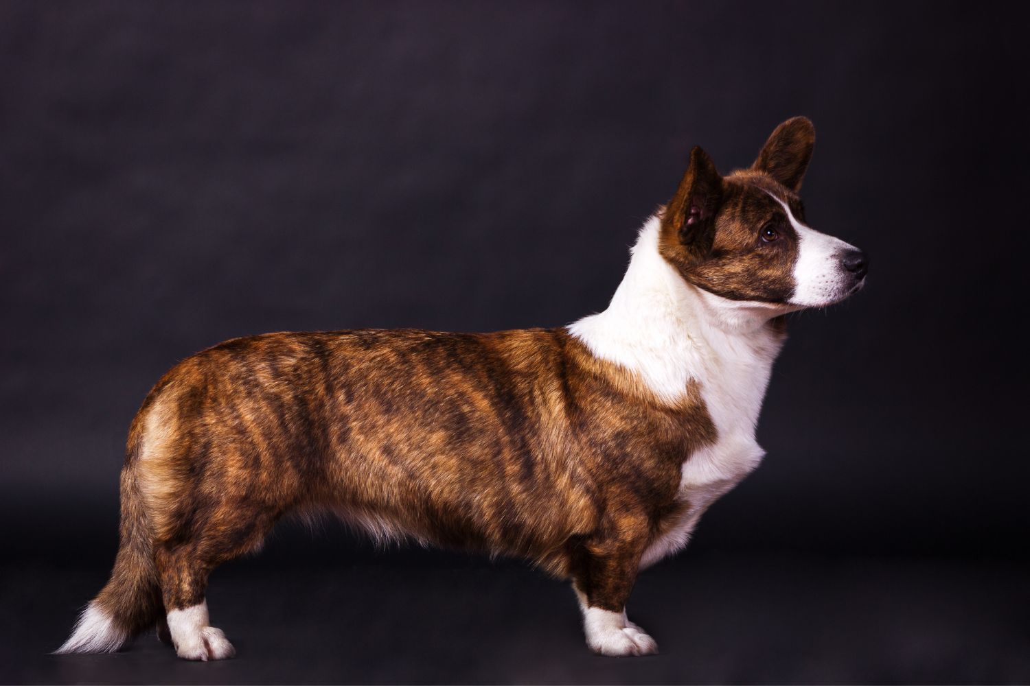 welsh corgi cardigan