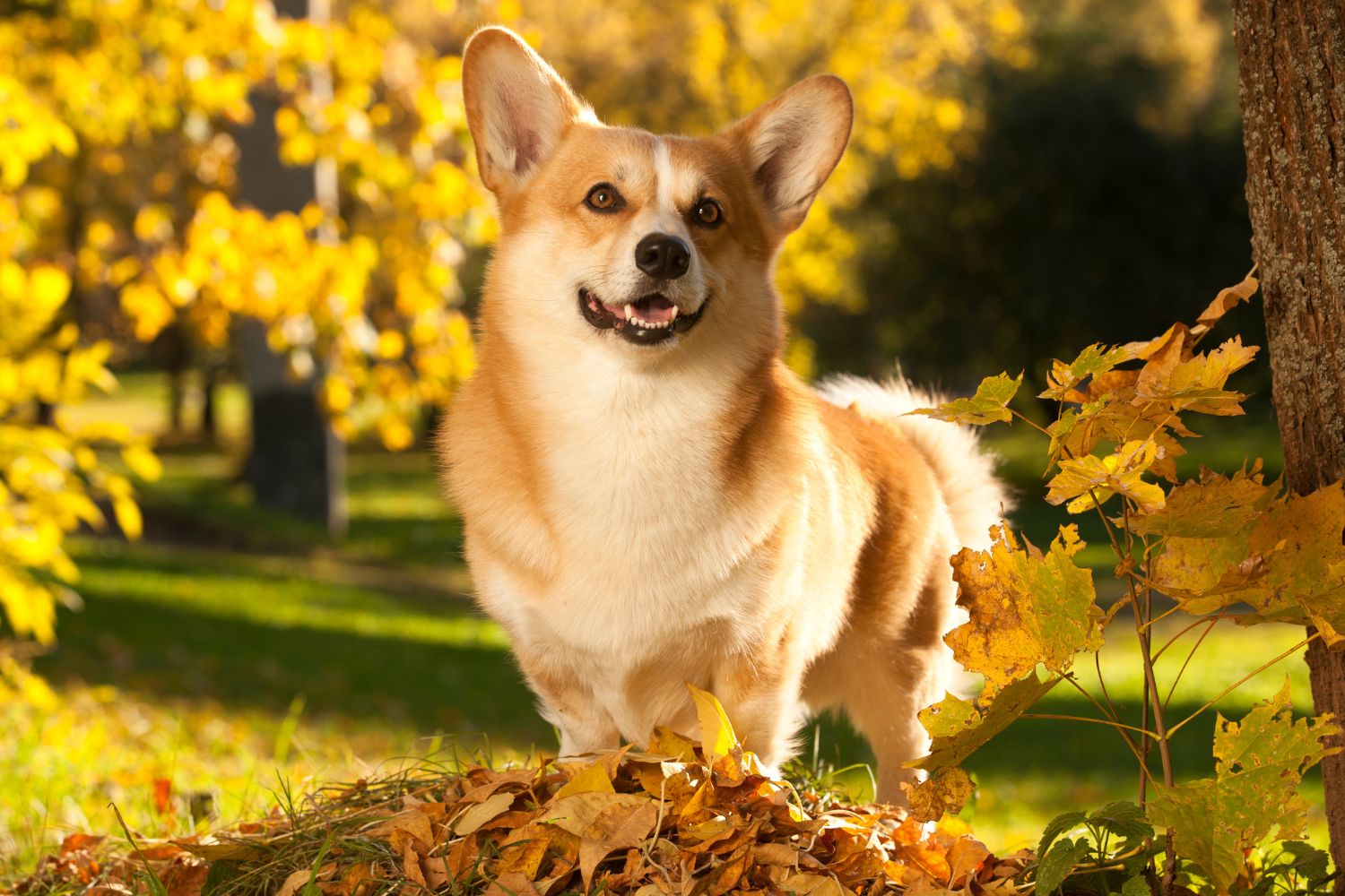 welsh corgi Pembroke