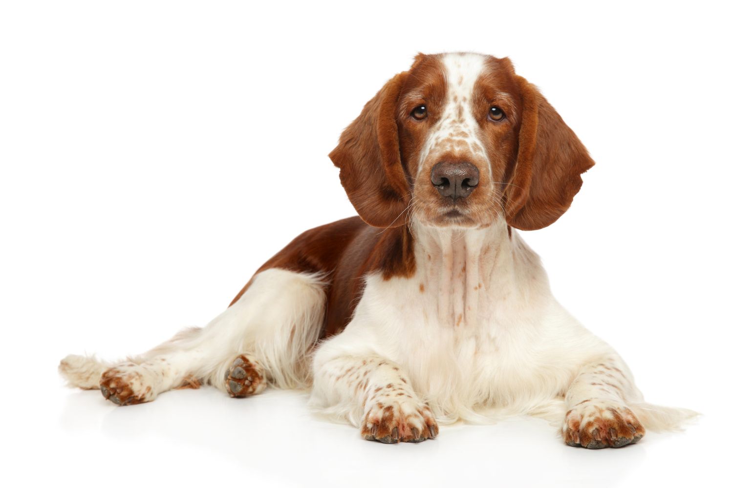 welsh springer spániel