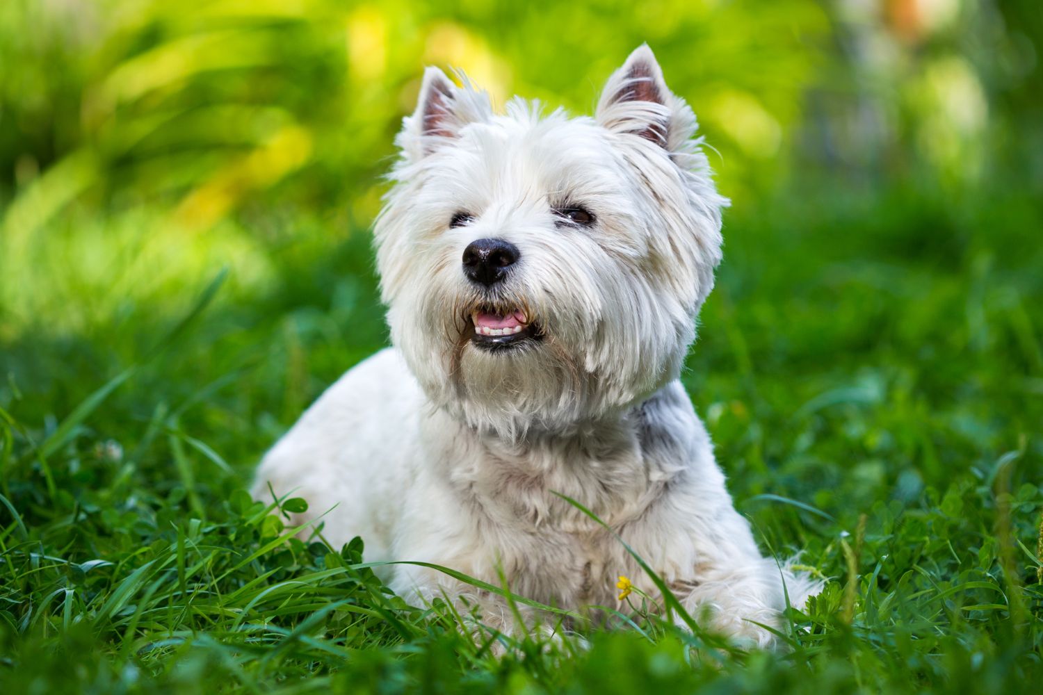 west highland white terrier