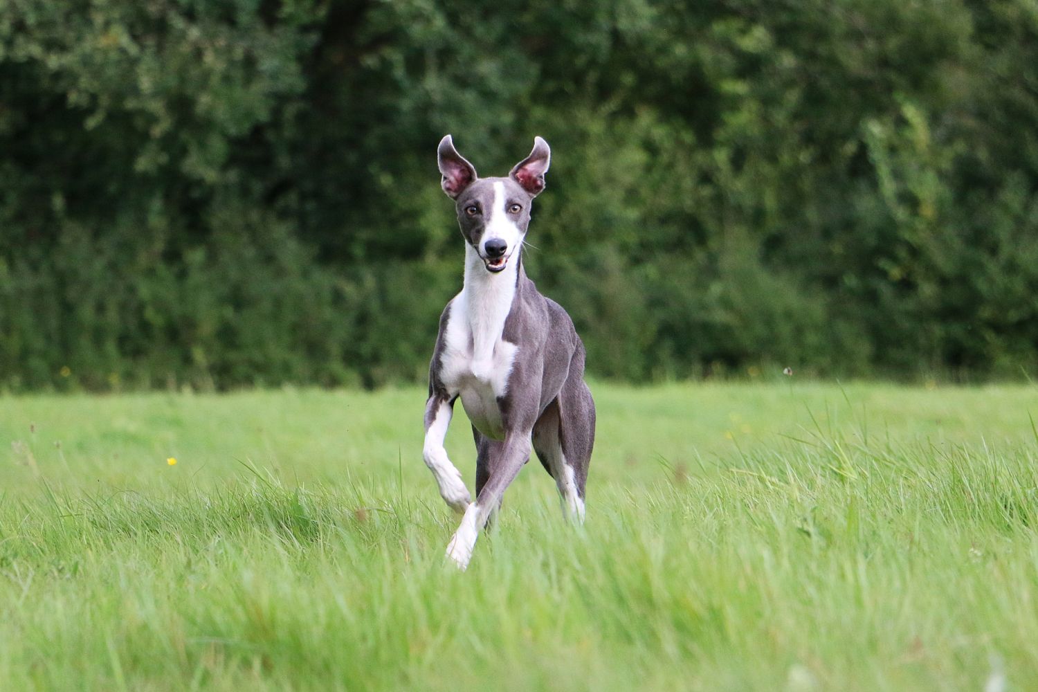 whippet